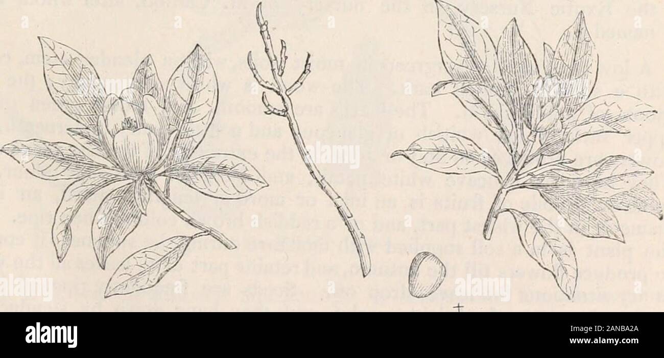 Trees and shrubs; an abridgment of the Arboretum et fruticetum britannicum: containing the hardy trees and shrubs of Britain, native and foreign, scientifically and popularly described; with their propagation, culture and uses and engravings of nearly all the species . us Siissnfras; and Beaver-wood, because the root is eaten as a great dainty by the beavers, and these animals are caught by means of it. It also grows in the swamps, which they Inhabit; and Michaux tells us that it is felled by them for constructing their dens and houses, in preference to any other tree, on account of the softne Stock Photo