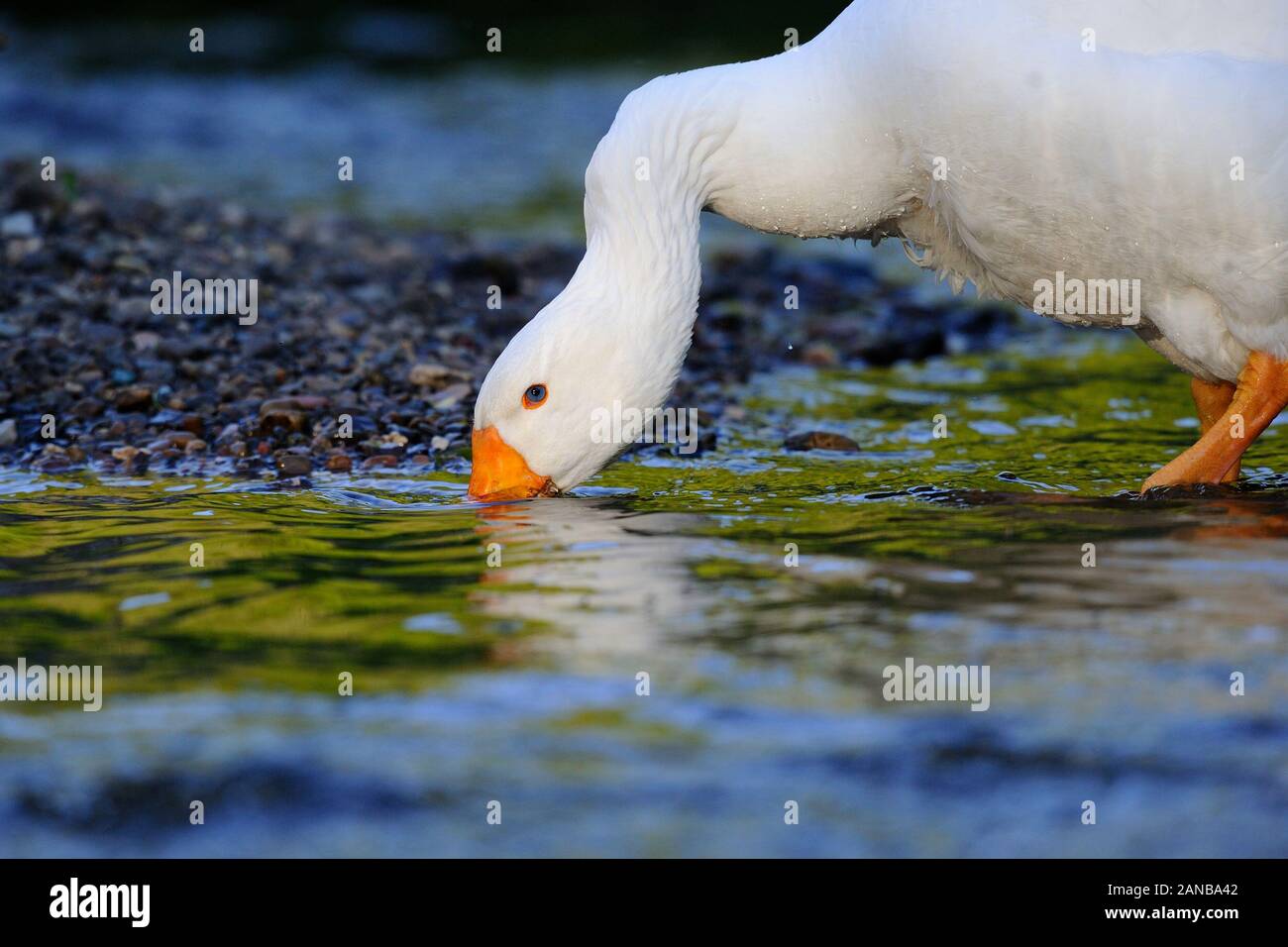 To quench one's thirst. Durst löschen. Stock Photo