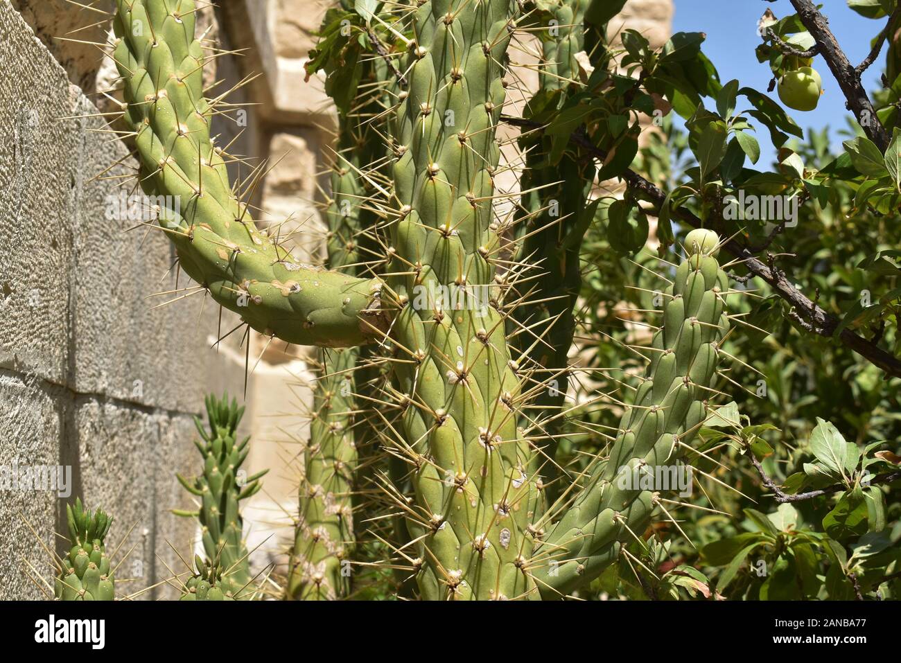 Cactus on a sunny day in Nablus West Bank Stock Photo