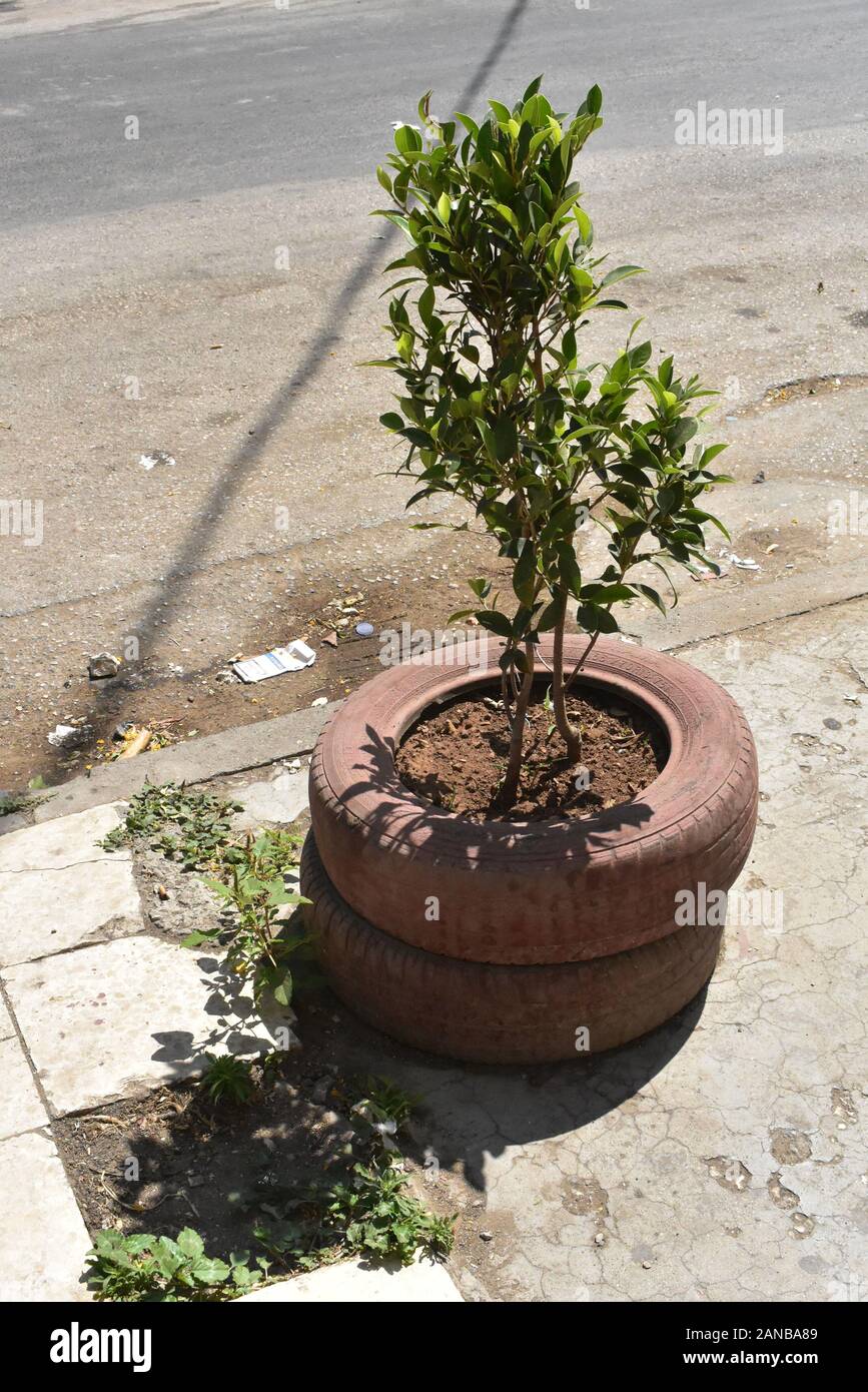 Tree in Recycled Tires on the street in Nablus West Bank Stock Photo