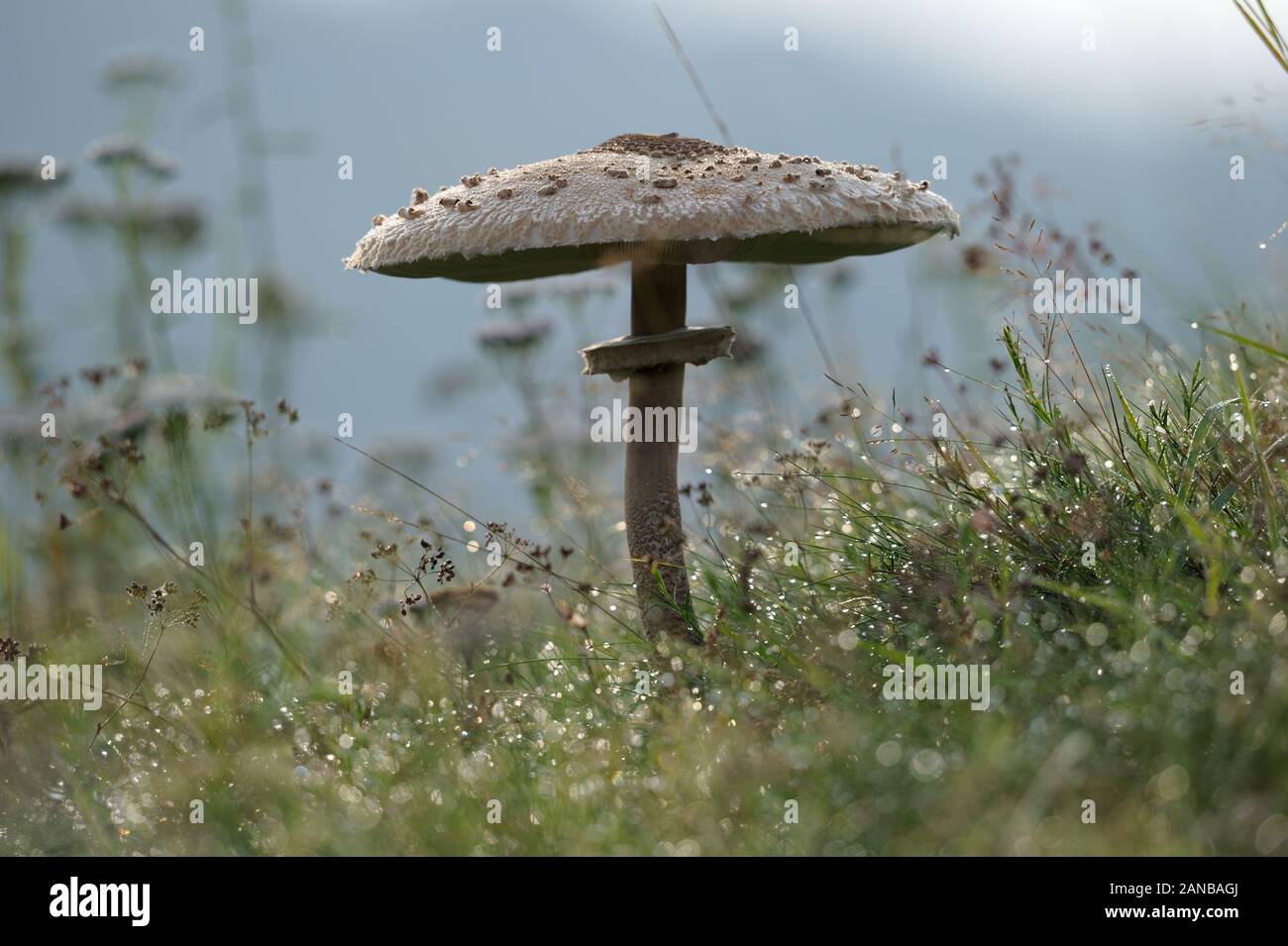 Parasol mushroom, Parasolpilz Stock Photo