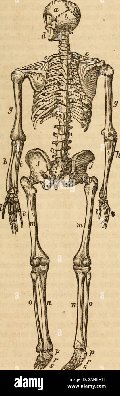 Cranial Bone, Overview, Structure & Functions