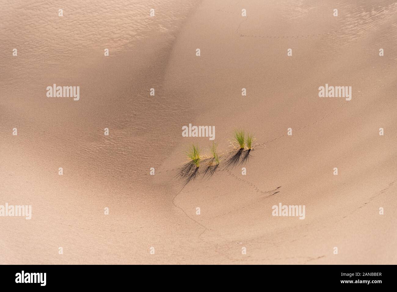 an alive tamarisk plant in the lut desert Stock Photo