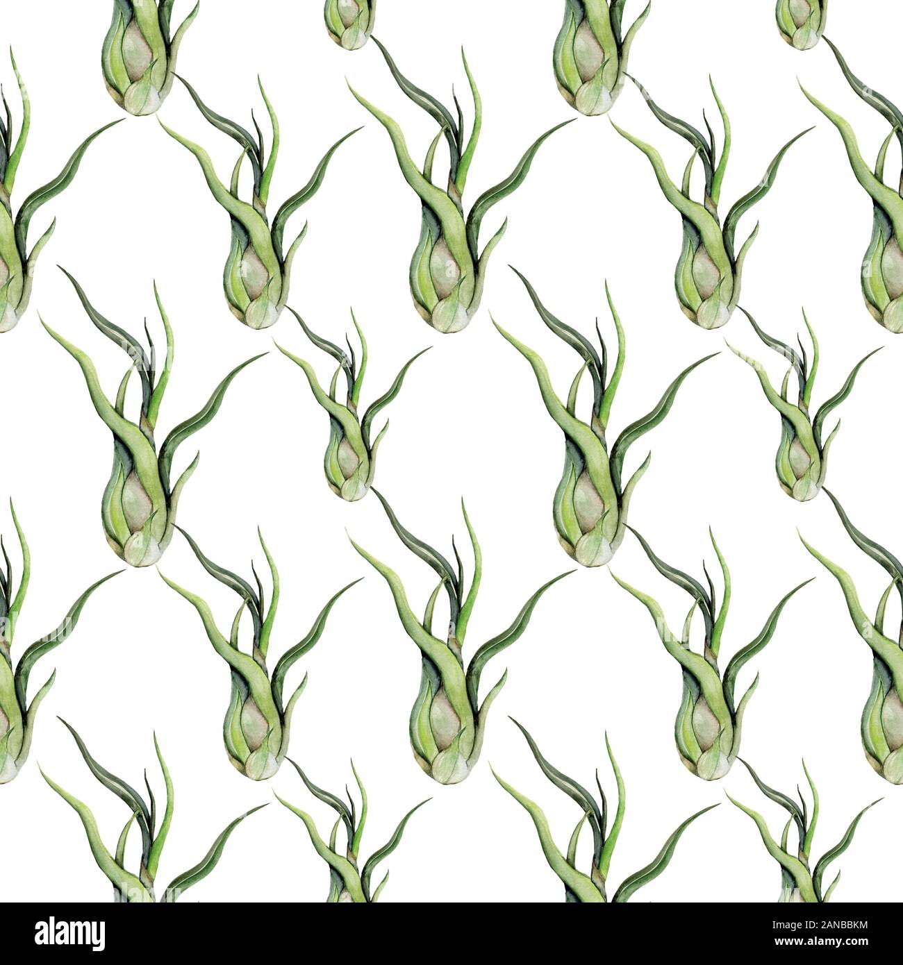 Tropical leaves. Hand drawn illustration in watercolor. Air plant Tillandsia. Succulent