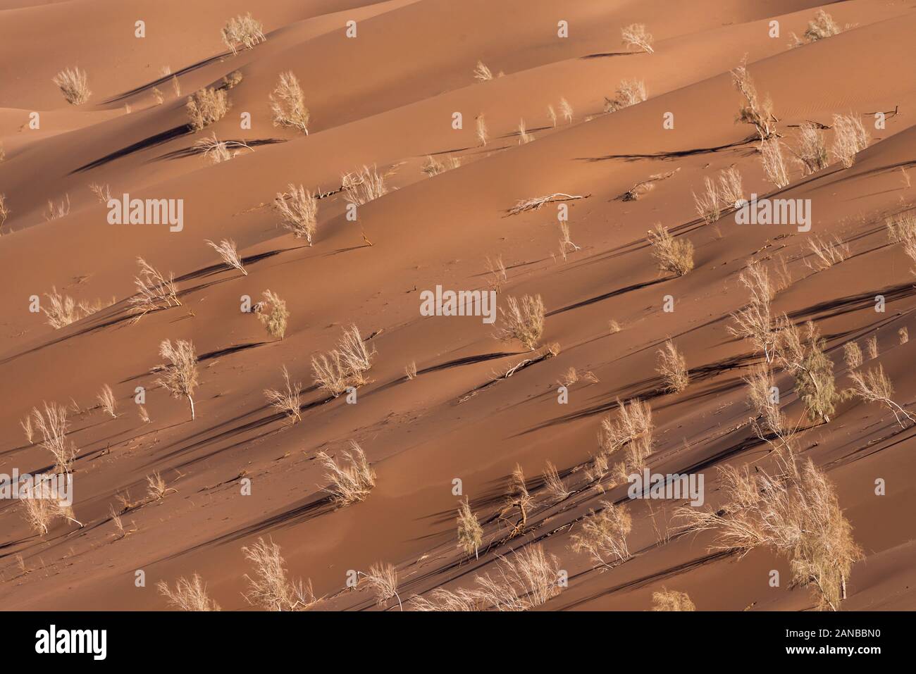 the plants which are living in the lut desert Stock Photo