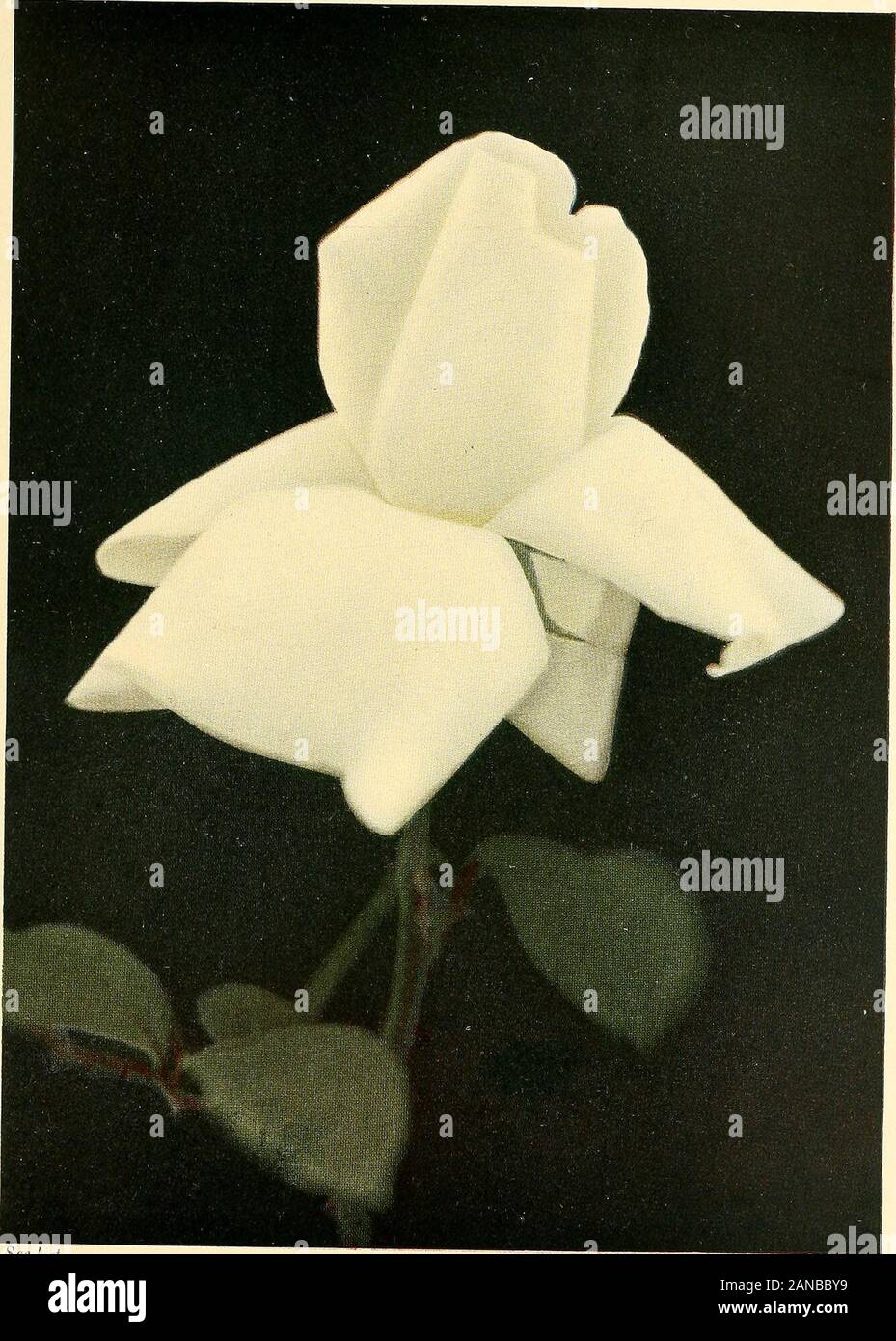 The practical book of outdoor rose growing for the home garden . ST. HELENA Hybrid Tea B. R. Cant & Soms 1912 Not hardy in Middle Atlantic States. WHITE KILLARNEY Hybrid TeaWaban Rose Co. 1909 Stock Photo