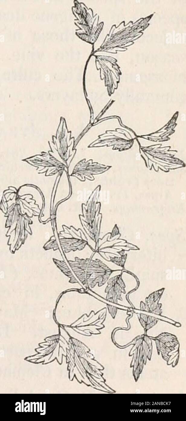 Trees and shrubs; an abridgment of the Arboretum et fruticetum britannicum: containing the hardy trees and shrubs of Britain, native and foreign, scientifically and popularly described; with their propagation, culture and uses and engravings of nearly all the species . Cl^atis montiXna.. 25. Clematis montana. 16 ARBORKTUM ET FUUTICETUM BRITAKNICUM. Genus II. Stock Photo