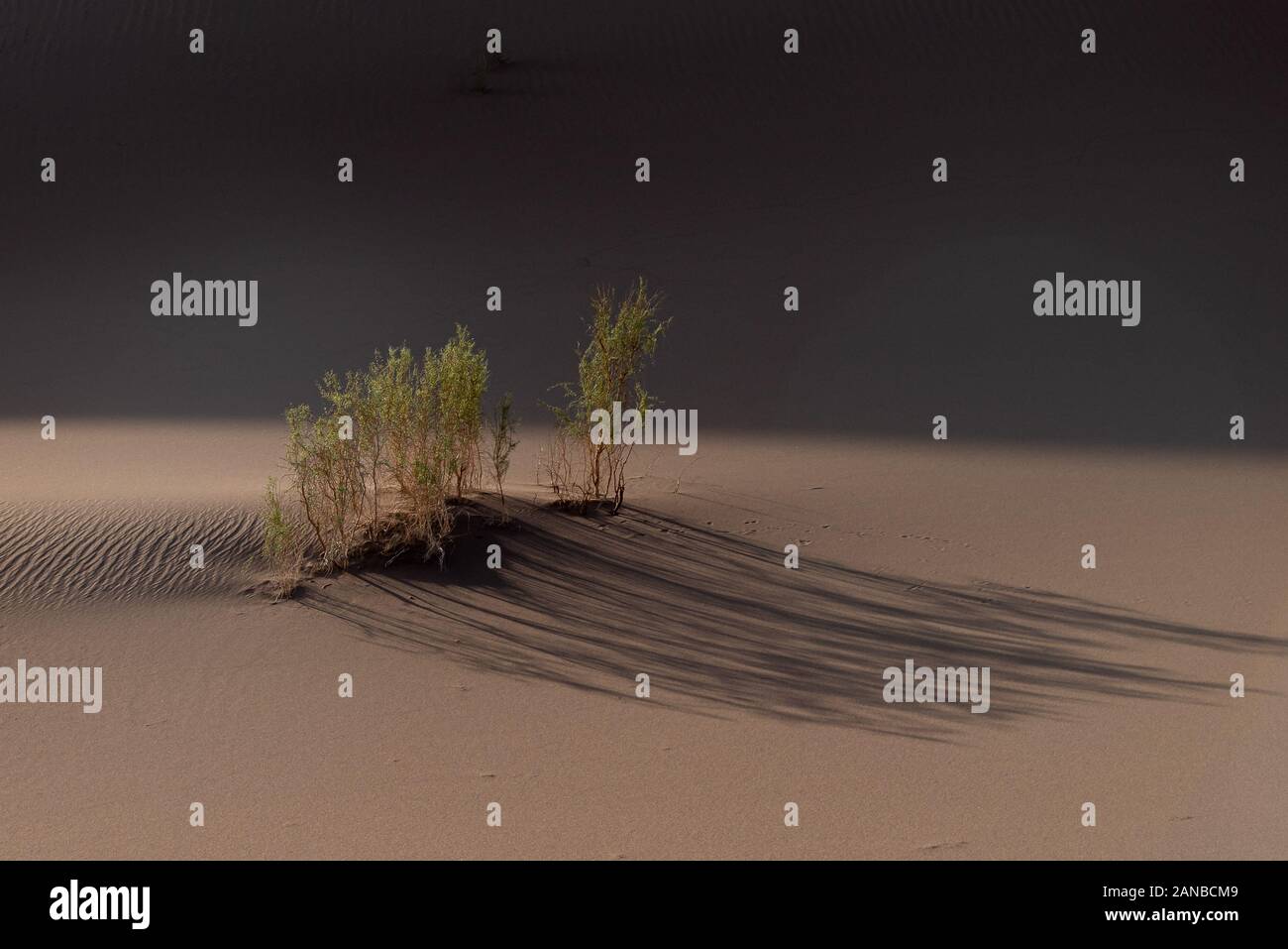 the plants which are living in the lut desert Stock Photo
