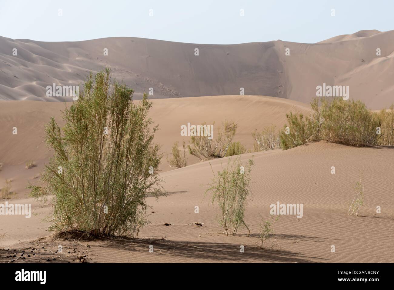 the plants which are living in the lut desert Stock Photo