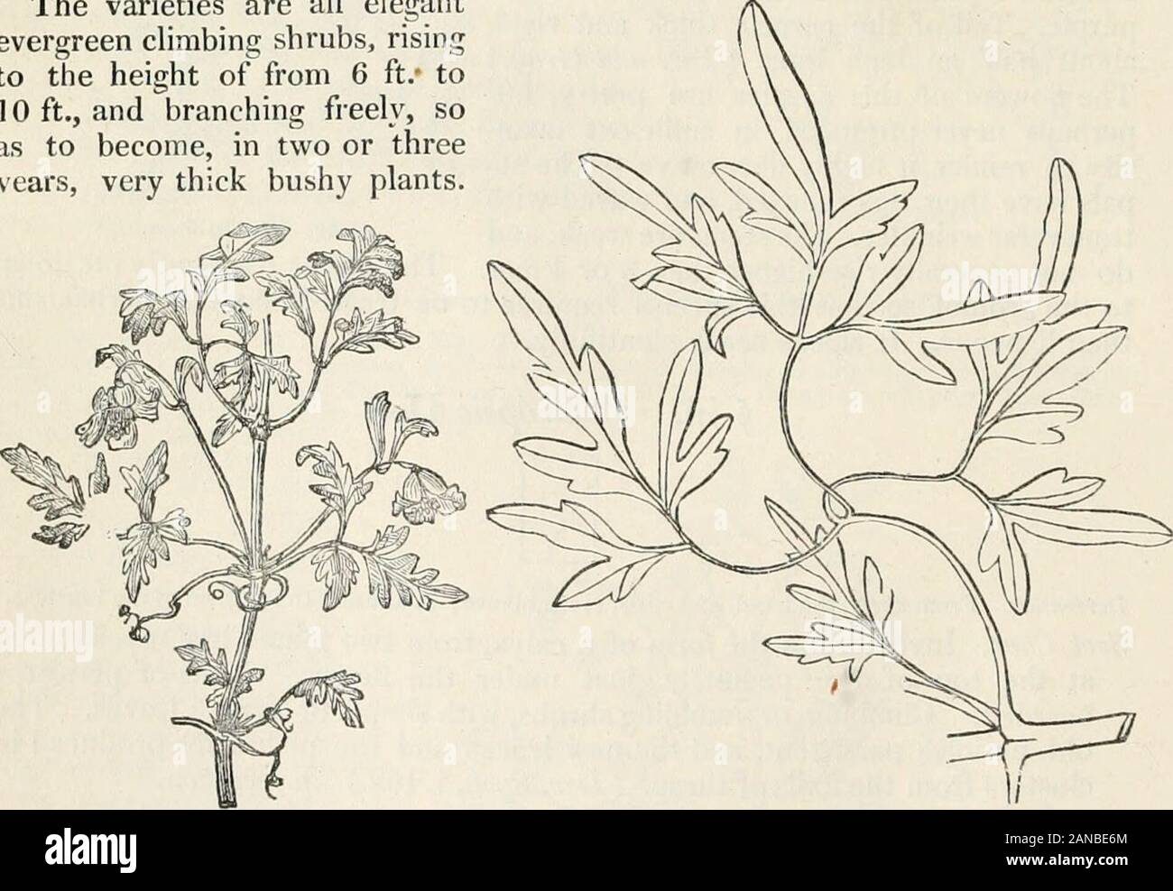 Trees and shrubs; an abridgment of the Arboretum et fruticetum britannicum: containing the hardy trees and shrubs of Britain, native and foreign, scientifically and popularly described; with their propagation, culture and uses and engravings of nearly all the species . 21. C. cirrh6sa anguslif61ia SO. Clematis cirrh6sapedicelliita.. 22. Clematis cirrhosa angustif61ia. 23. Clematis cirrhosa an^sUfolia, The leaves vary from simple to ternate ; and from being entire to beingdeeply cut. The flowers appear at the end of December, or the beginningof January, and continue till the middle or end of Ap Stock Photo