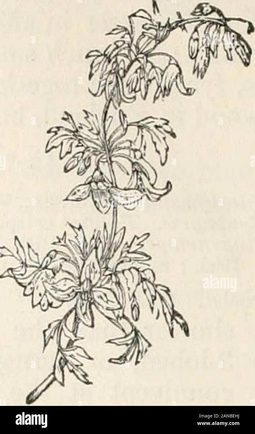 Trees and shrubs; an abridgment of the Arboretum et fruticetum britannicum: containing the hardy trees and shrubs of Britain, native and foreign, scientifically and popularly described; with their propagation, culture and uses and engravings of nearly all the species . 21. C. cirrh6sa anguslif61ia SO. Clematis cirrh6sapedicelliita. Stock Photo