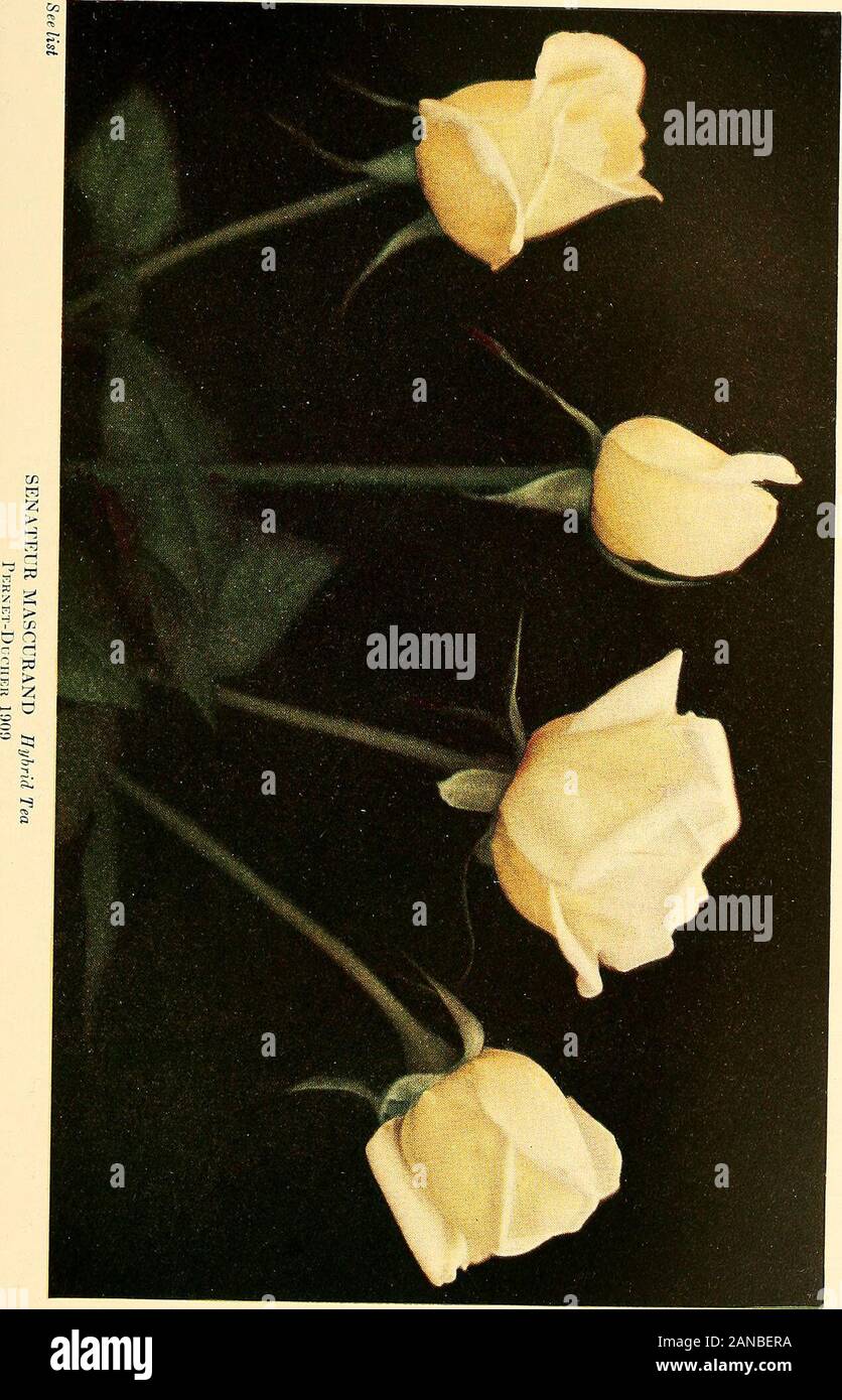 The practical book of outdoor rose growing for the home garden . tiee list RADIANCE Ilyhrid TeaJohn Cook 1912. Stock Photo