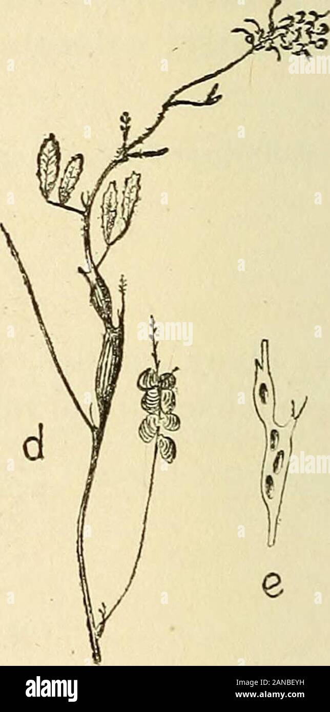 Les zoocécidies des plantes d'Afrique, d'Asie et d'Océanie : description des galles, illustration, bibliographie détaillée, répartition géographique, index bibliographique . Galles des TrJgonella, Medicago et Melllotus Fig. 832, 833 (a, 6) . . Trigonella ovalis : //isec/e (n» 1875) Dap. nal. Fiç. 834 (c) Wedicago laciniala : Coléoplère (n&gt; iZjÇ)) .... Ira. Trotter Fig. 835, 836 [d, e] . . Melilotus sulcala : Cécidomyide (n» 1882) . . Dap. nat. lledicago truucatula G.ertn. Pl.ti. — Renflement fusiforme, axial ou latéral, de 6-7 mm. sur2-3 mm., à surface rugueuse, vert jaunâtre, à paroi charn Stock Photo