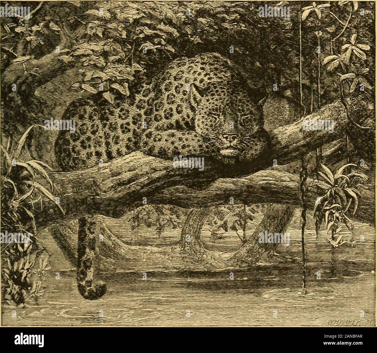 Animal life in the sea and on the land . on and Tiger.—In comparing thegay coat of the tiger with the uniformly dull one of thelion, we can but admire the mimicry Animal life in the sea and on the land . on and Tiger.—In comparing thegay coat of the tiger with the uniformly dull one of thelion, we can but admire the mimicry
