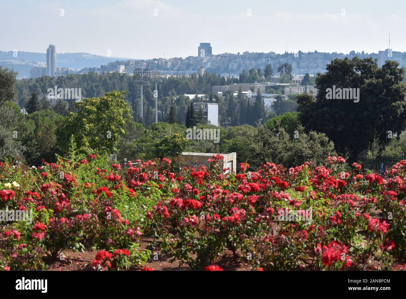 View of Jersualem from the Wohl Rose Garden Israel Stock Photo