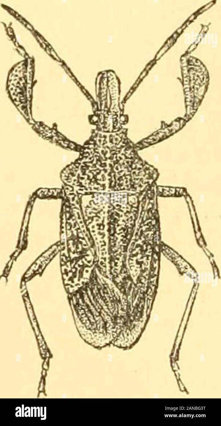 Rhynchota .. . Fig. li^tri.— Cecyrina platiirlrmoides. CAZIRA. 245 Genus CAZIRA. Cazira, Amt/. ^- Sen-. Hem. p. 7S (1S4;J&gt;); Dnll. Li^t Hem. i, p. 76(I80I); Stal, Hem. Afr. i. p. 6i&gt; (1864). Type, C. verrucosa, Westw. Distribution. Oriental Kegioii.F Body somewhat short and stout; head somewhat long, lobesabout equal in length, their apices obscurely lobate; lateralmargins sinuate ; antennse tive-jointed, the basal joint not reachingapex of head; pronotum strongly rugose, the lateral marginsbroadly sinuate, anterior angles obscurely spinous, lateral anglesspiuously produced ; scutelhun g Stock Photo