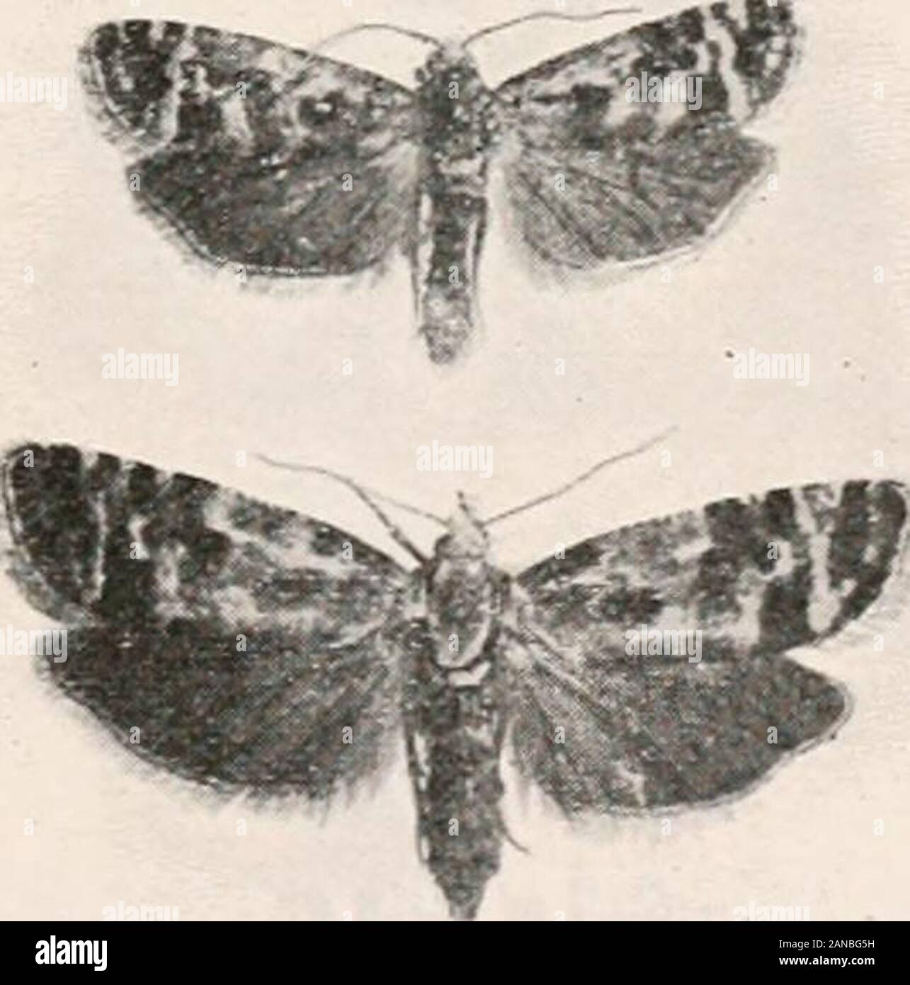 Forest entomology . Fig. 254.—Leading bud of Scot* pi/ntinjured by larva of Retinia turionana. Fig. 255.— Leading shoot of young Scots pineinjured by larva of Retinia buoliana. by the larva. Fig. 255 represents a photograph taken from a two-year Scots pine plant in the nursery-line. The affected shoot, whichcontains a single larva, is lying to theright, and the normal shoots are veryvigorous, but they are not shown infull length. In addition to injuriesbeing done in nursery-lines, we oftenfind young Scots pines and Austrianpines from six to ten years of agevery much destroyed by this species.A Stock Photo