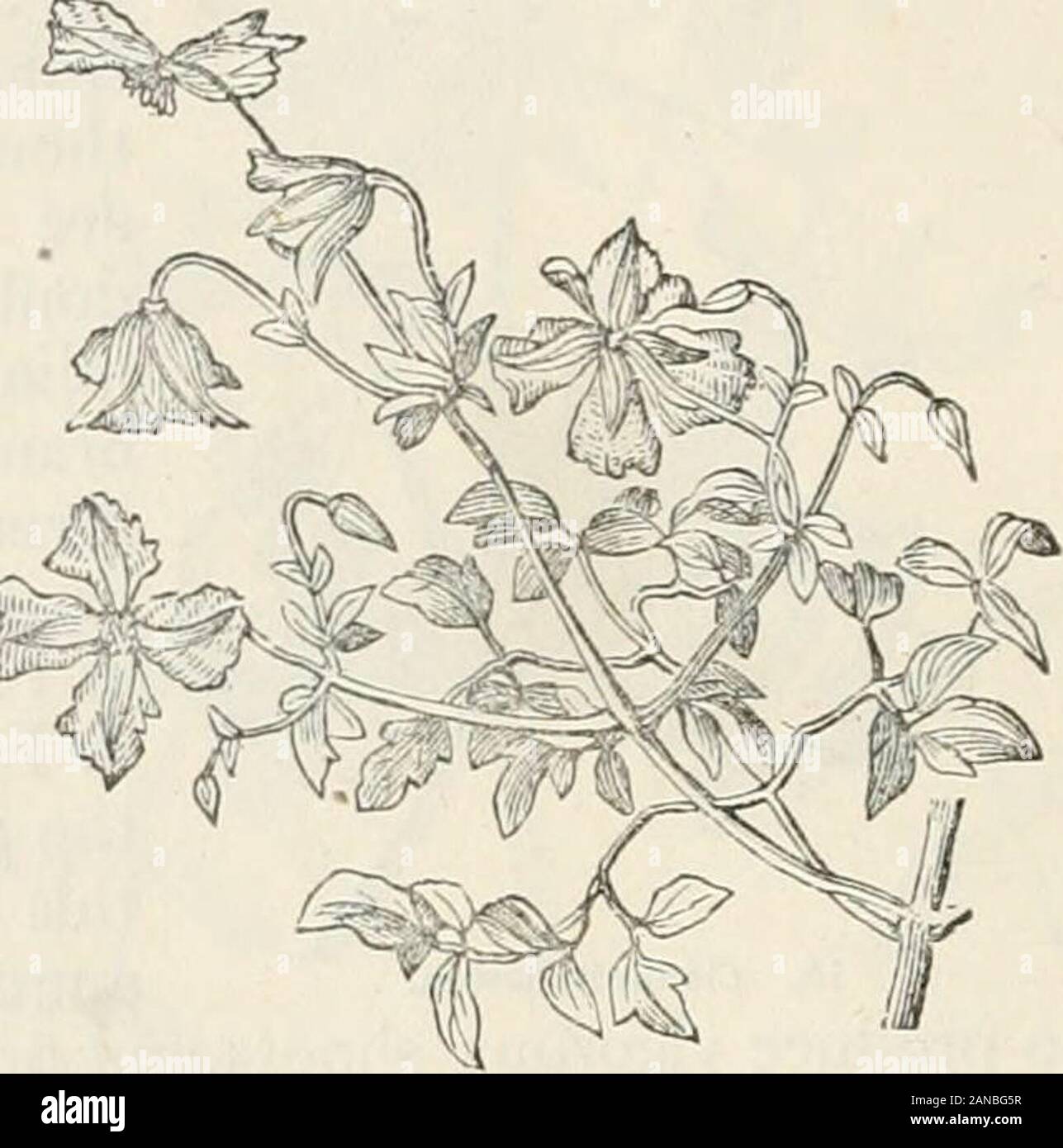Trees and shrubs; an abridgment of the Arboretum et fruticetum britannicum: containing the hardy trees and shrubs of Britain, native and foreign, scientifically and popularly described; with their propagation, culture and uses and engravings of nearly all the species . ea. — Flowers purple. i C. r. 3 multiplex G. Don. C. pulchella Pers. — Flowers double, blue. This variety produces more robust, more extended, and fewer shoots, than the single-flowered blue or purple varieties.1 C. V. 4 tenuifolia Dec, C. tenuifolia lusitanica Tourn.; and1 C. r. 5 baccdta Dec, C. campaniflora Hort.; are varieti Stock Photo
