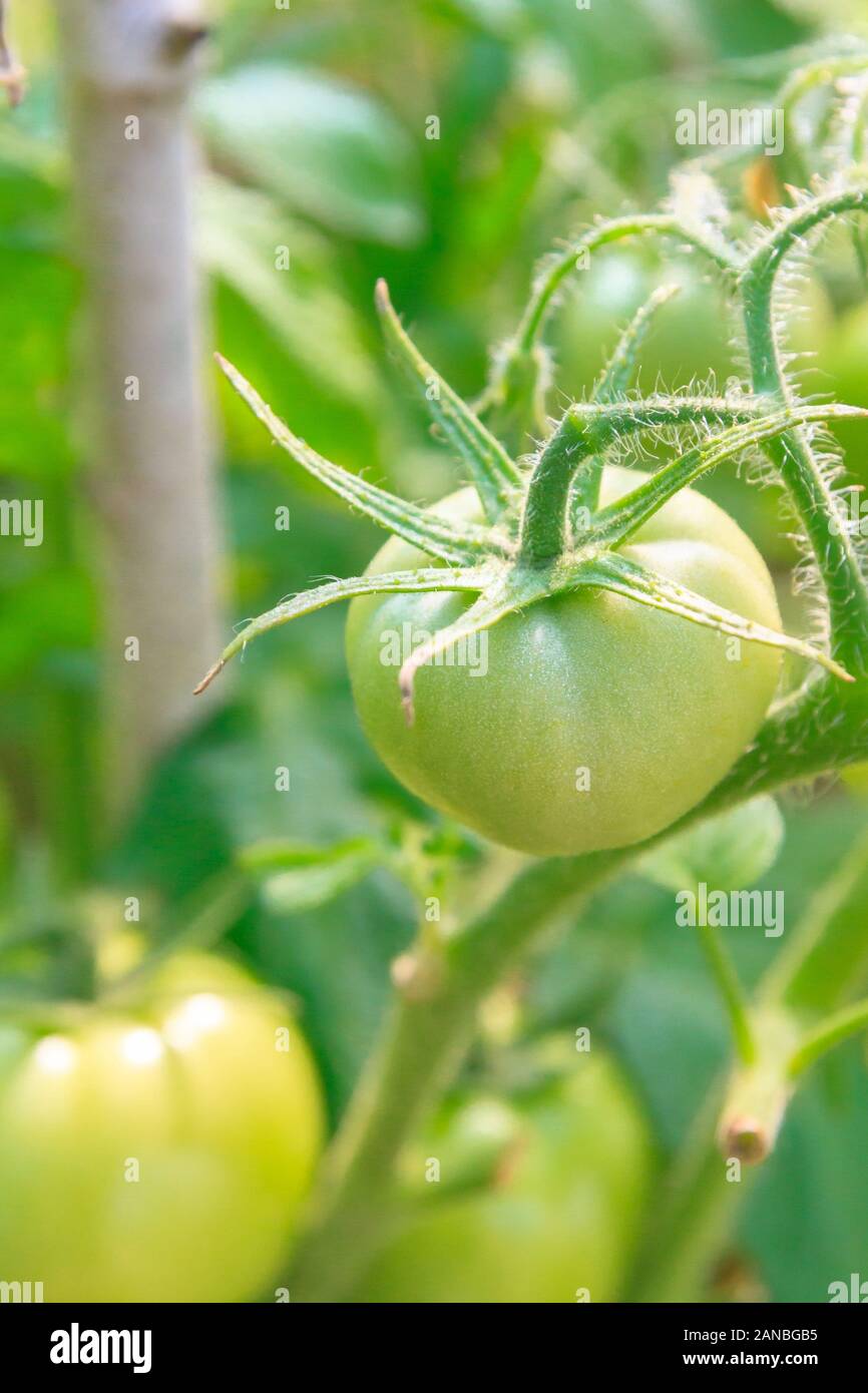 Green tomatoes hang in a bunch and ripen in a greenhouse Stock Photo ...