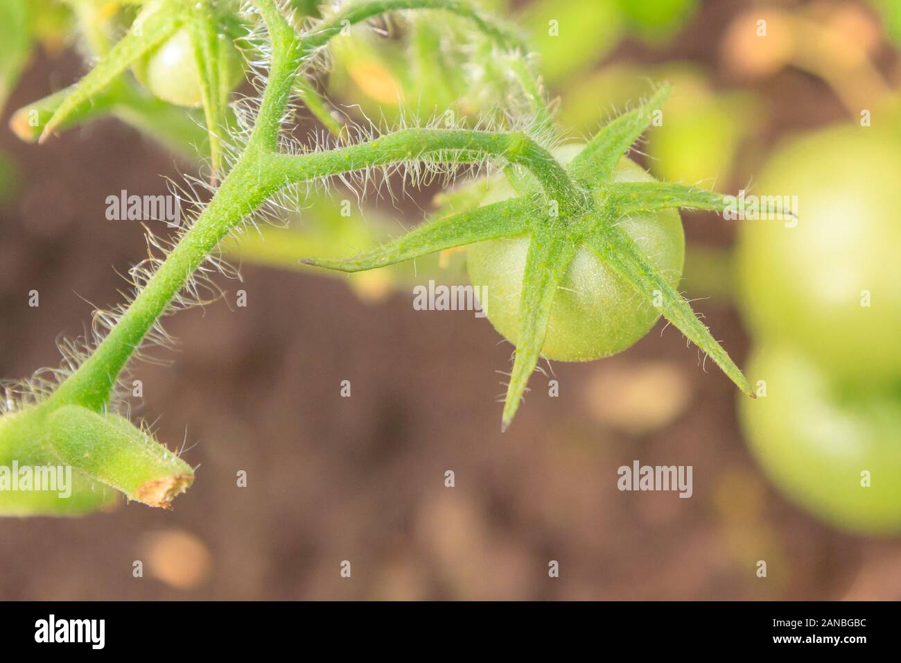 Green tomatoes hang in a bunch and ripen in a greenhouse Stock Photo ...