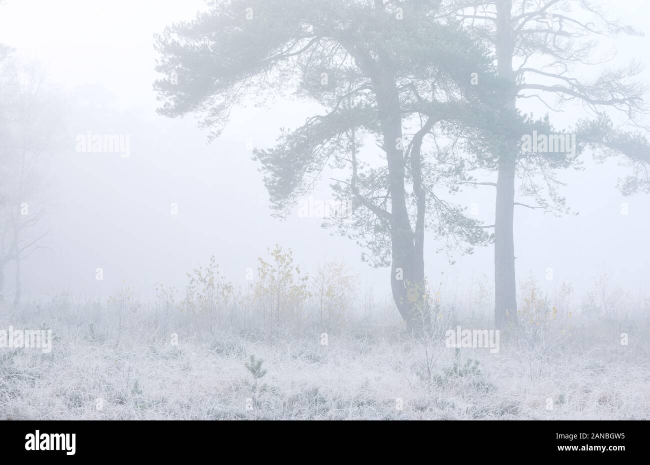 tree silhouettes in dense morning fog Stock Photo - Alamy