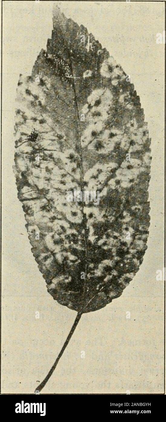 A text-book of mycology and plant pathology . with pustules. (After Jones andBartholomew, Bull. 257, Agric. Exper. Stat., Univ. Wise, July, 1915.) celled teliospores are formed. The aecia occur on two species of shadbush: Amelanchier canadensis and .4. intermedia (Fig. 73). In Gymnos porangium nidus-avis, the telia arise from a perennialmycelium which often dwarfs the young shoots and causes birds-nestdistortions in which usually there is a reversion of the leaves to thejuvenile form, sometimes causing gradual enlargements in isolatedareas on the larger branches of Juniperus virginiana with ae Stock Photo