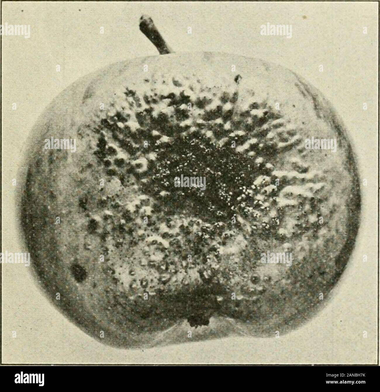 A text-book of mycology and plant pathology . H. S., and Crabill,C. H., Techn. Bull. 9, Va. Agric. Exper. Stat., May, 191S) midium from neighboring genera. The teliospores are two- to several-celled by transverse septa. An important species is the Rust of Roses,Phragmidium subcorlicium, which has a spindle-shaped teliospore withsix to eight cells. Gymnosporangium is a genus of heteroecious rusts the aecia of whichoccur on Rosacea (except one on Hydrangeac^ and one on Myri- RUST FUNGI 209 CACE^) while the three-, four or five-celled teliospores are foundon CupRESSiNE^ (ChaftKecyparis, Cuprcssus Stock Photo