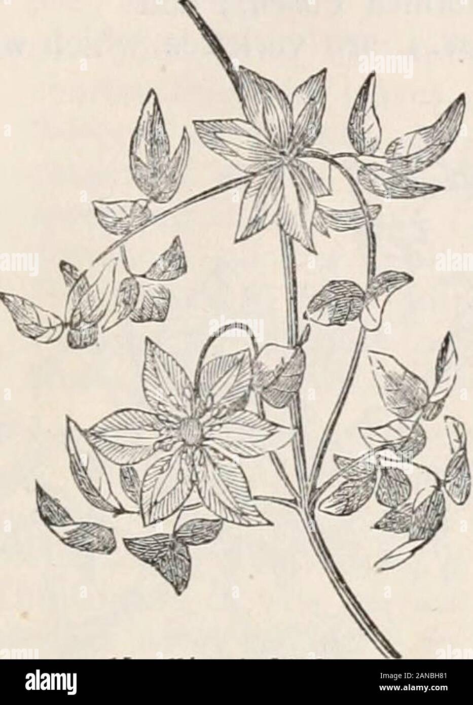 Trees and shrubs; an abridgment of the Arboretum et fruticetum britannicum: containing the hardy trees and shrubs of Britain, native and foreign, scientifically and popularly described; with their propagation, culture and uses and engravings of nearly all the species . ^tragene indica Besf.; ^tragene florida Pers.; Clematite ^ grandes Fleurs, Fr.; grossblUthigeWaldrebe, Ger.Engravings. Sims Bot. Mag., t. 834.; Andr. Bot. Rep., t. 402.; and our,^^. 14. Si^ec. Char., 8fc. Peduncles 1-flowered, longer tlian the leaves. Leaves ternatelydecompound; leaflets ovate, acute, quite entire. Sepals oval-l Stock Photo