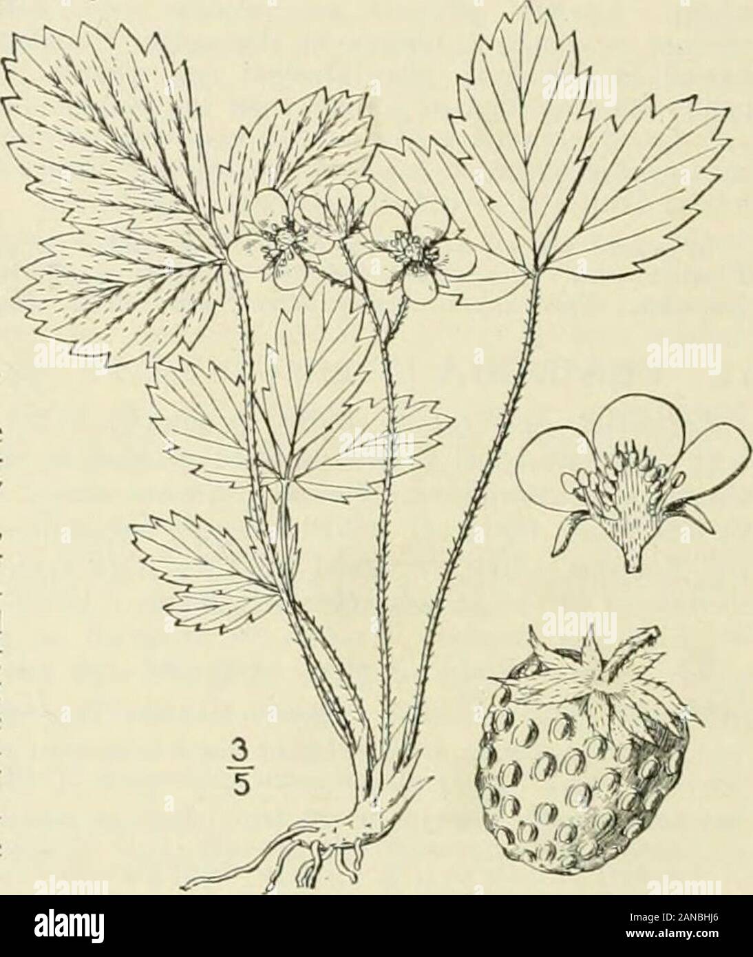 An illustrated flora of the northern United States, Canada and the British possessions : from Newfoundland to the parallel of the southern boundary of Virginia and from the Atlantic Ocean westward to the 102nd meridian; 2nd ed. . etals nearly orbicular; fruit subglobose,7-8 in diameter, the achenes imbedded in pits. Dry soil, Indiana to Missouri, Alabama and Louisiana.April-May. 3. Fragaria virginiana Duchesne. Airginiaor Scarlet Strawberry.Fig. 2252. F. virginiana Duchesne, Hist. Nat. Fras. 204. 1766.F. auslralis Rydb. N. Am. Fl. 22 : 361. 1908.Fragaria tcrrae-novac Rydb. Mem. Dep. Bot. Col. Stock Photo
