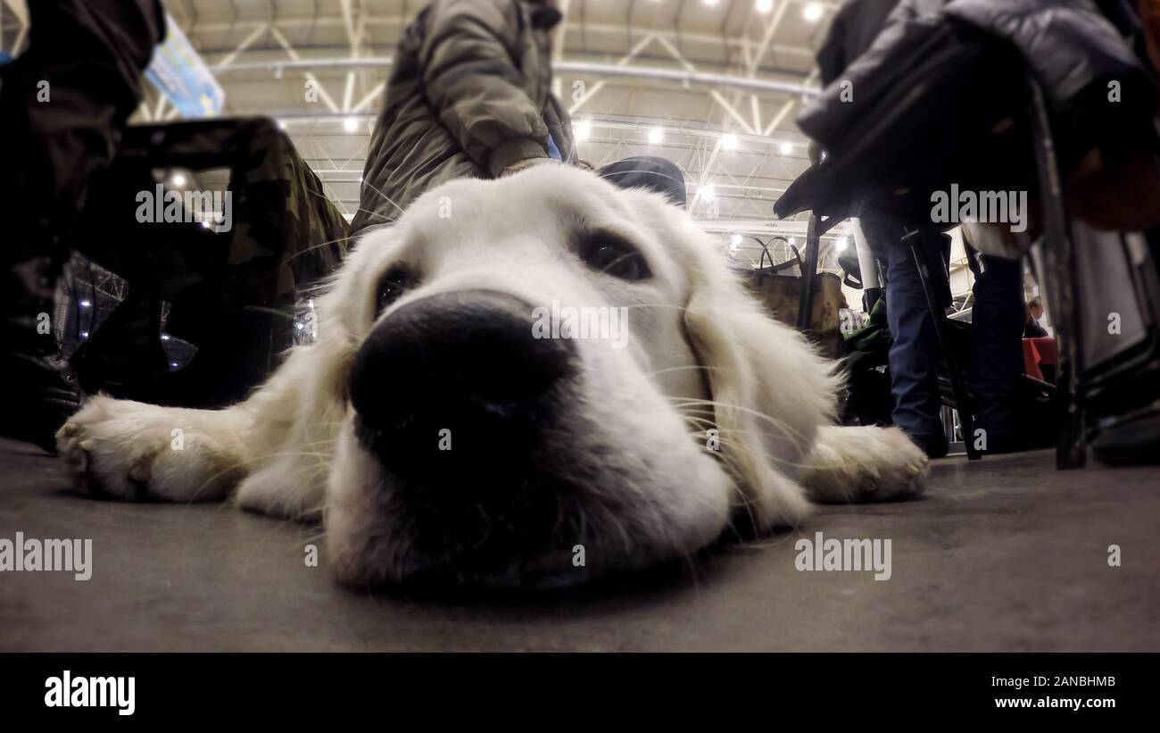 Golden retriever dutifully lying on floor of bus station guarding ...