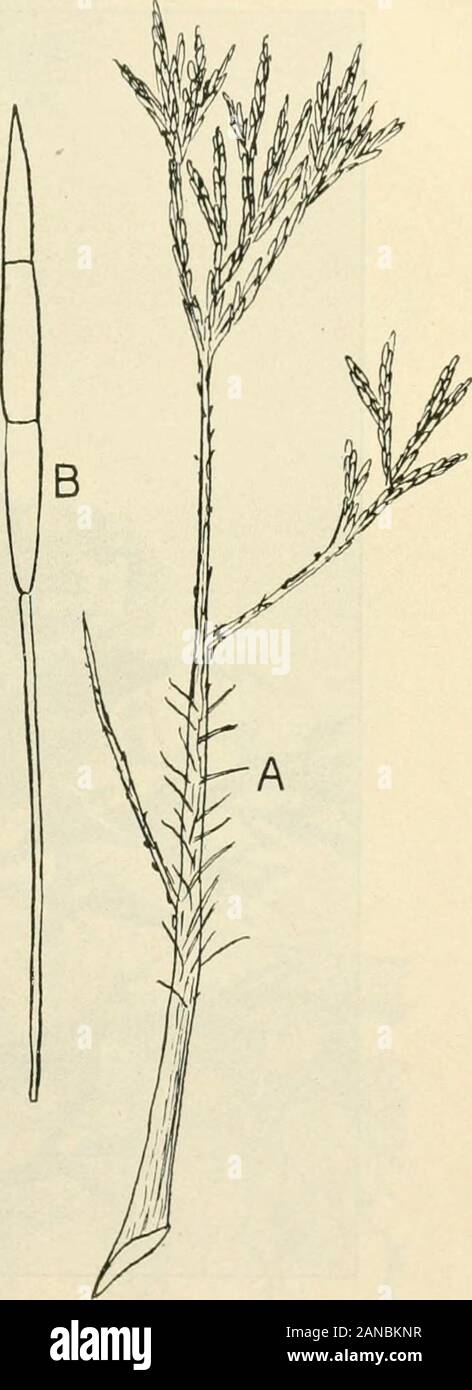 A text-book of mycology and plant pathology . Fig. 73.—Roeslelia auranliaca on fruit oi Amelanchier intermedia correspondingto Gymnosporangium clavipes on red cedar. (Shelter Island, New York, July 16,1915-) Ash Rust, Puccinia fraxinata, on leaves and petioles of ash anduredinospores and teliospores on salt grass, Spartina Michauxiana. Asparagus Rust, Puccinia asparagi, develops all of its spore formson the cultivated asparagus. Violet Rust, Puccinia violcB, is parasitic on about forty-six different RUST FUNGI 205 species of violets in ^Asia, Europe, Norlhand South America. It isautcccious. ^^ Stock Photo