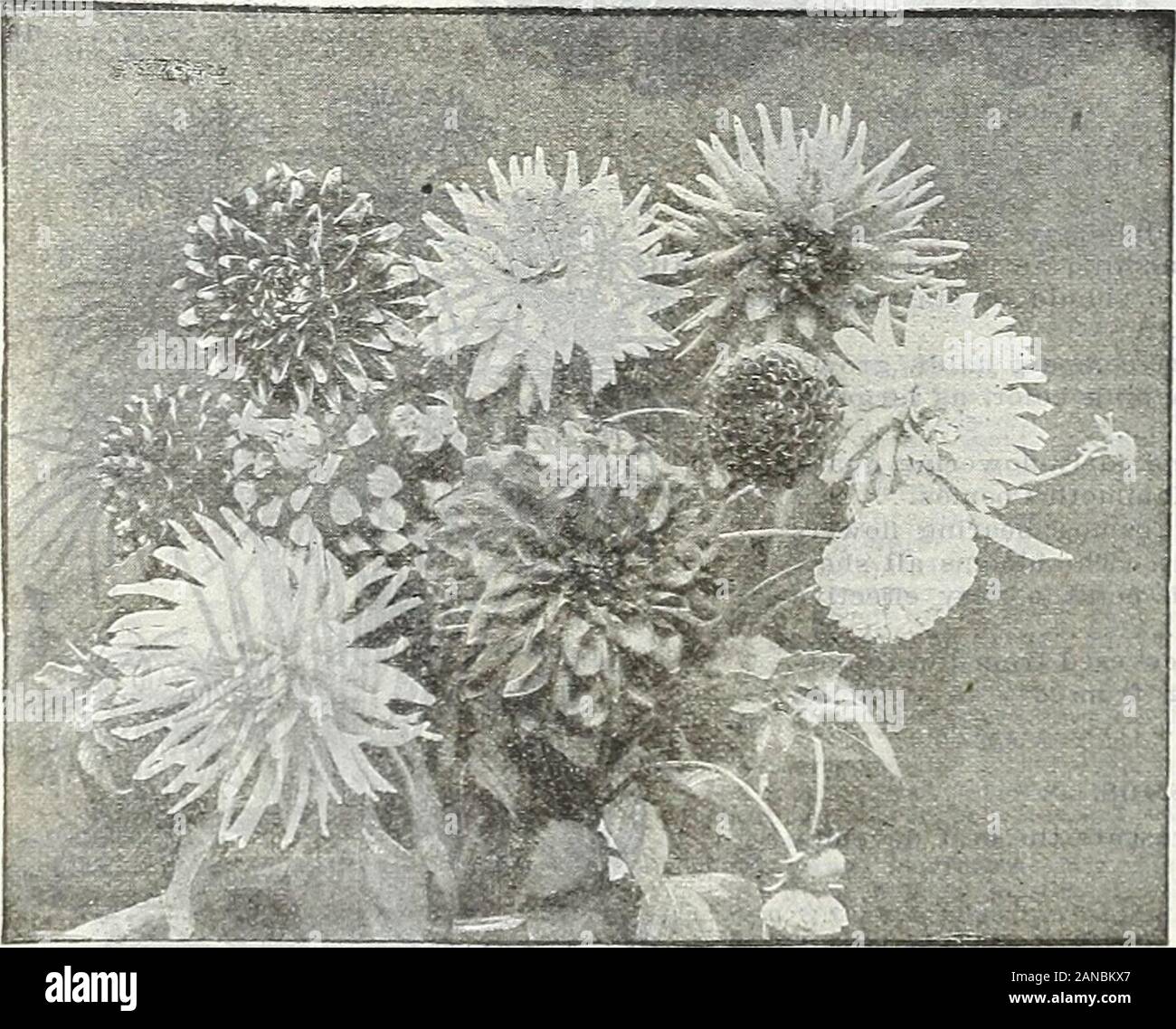 Farm and garden annual, spring 1906 . DAISY THE BBID1 DOUBLE DAISIES. Mollis Perennis. fl. pi One of the most charming of our early spring flowers. They are very easily raised from seed, and can be 5g# had in bloom the first season. Require a slig-ht protection during the winter. H. H. P?# JF R Pkt- The Bride—The best of the Double White Daisies, extra large and very double flowers, borne on long stiff stems. Very early and free flowering 10 Longfellow—Flowers large, dark rose.... 5 Snowball—Large, very double, pure white 5 Double White . .- 5 Double Red 5 s Double Mixed 5 DATURA. Ornamental, Stock Photo