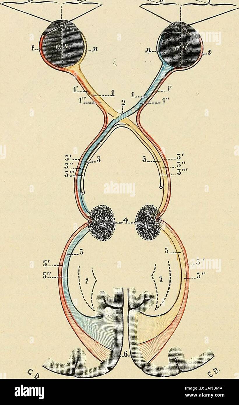 Traita C D Anatomie Humaine Binoculaireest La Plus Parfaite Que Le Faisceau En Question Acquerrait Son Maximum Deda C Veloppement Ainsi Formula C E Cette Loi De Morphologie Ga C Na C Rale Souffre Cependant Quelquesexceptions Cest Ainsi Que Chez