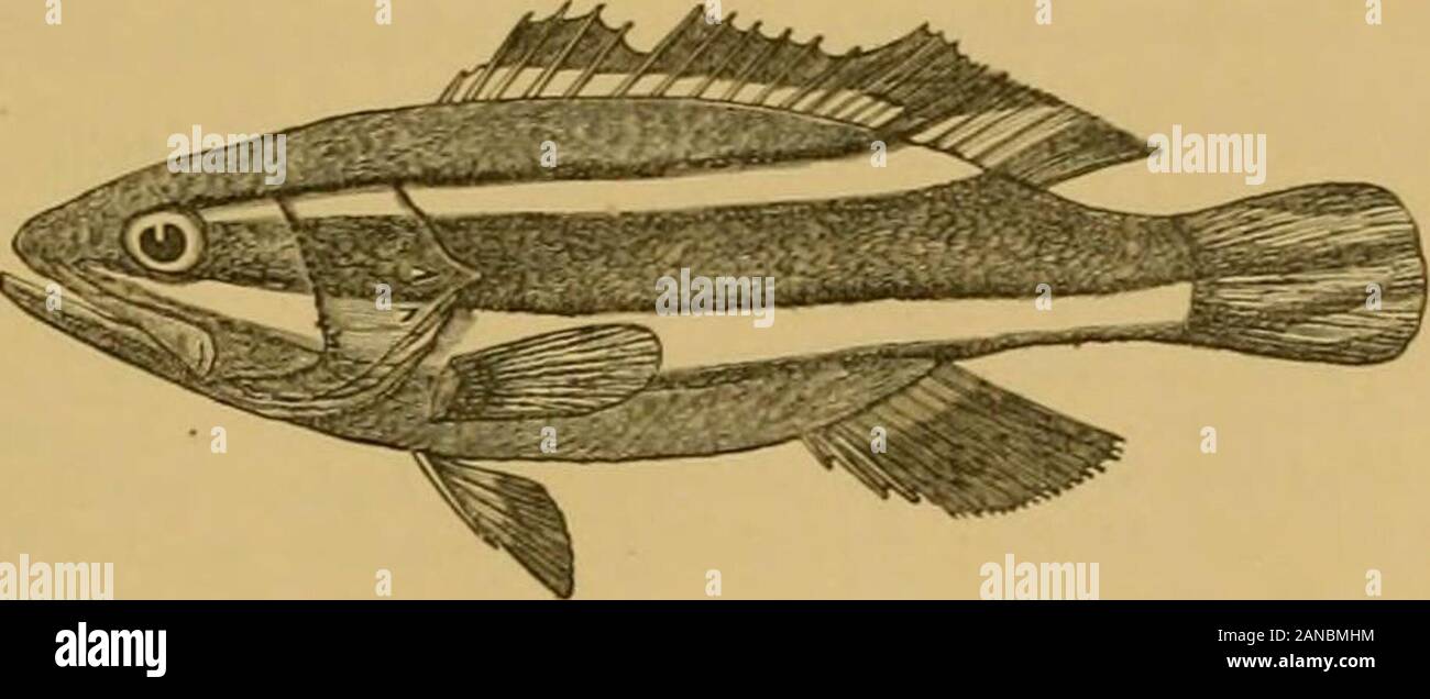 The fishes of India; being a natural history of the fishes known to ...