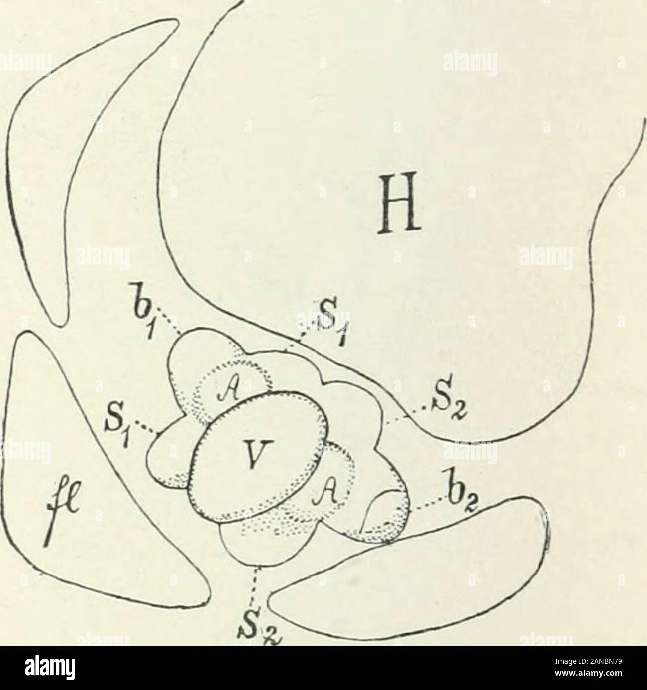 Organography of plants, especially of the archegoniatae and spermaphyta . Fig. 243. Cinchona succirubra.Terminal bud enclosed by the mussel-like interpetiolar stipules of the pairof leaves of which the stalks only areshown. Fig. 244. Galium Mollugo. Axis of the shoot Hin transverse section;  /?, axillant leaf of a bud, whichhas laid down the first leaf-prlmordia of a whorl ;V, vegetative point of the axiallry bud ; bu bn, the firstleaves with stipules il.Si, .S2.S2; -4, ^, axillary shootsof these leaves. The stipules are less developed uponthe side next the axis. leaves of a whorl arise at the Stock Photo
