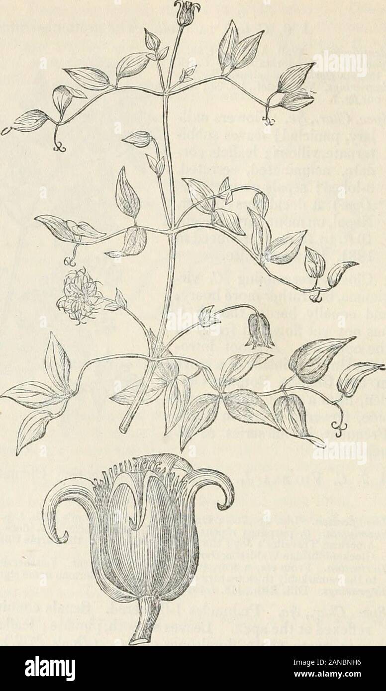 Trees and shrubs; an abridgment of the Arboretum et fruticetum britannicum: containing the hardy trees and shrubs of Britain, native and foreign, scientifically and popularly described; with their propagation, culture and uses and engravings of nearly all the species . clematis Vitima corddta. ARBORETUM £T FRUTICETUM BRITANNICUM is most ornamental asa single plant, trainedto a rod or to a wireframe. As its branchesare not very decidedlyligneous or persistent,but consist mostly ofannual shoots from asufFruticose base, andare not much branched,the plant does not ex-hibit a bushy head. Itthrives Stock Photo