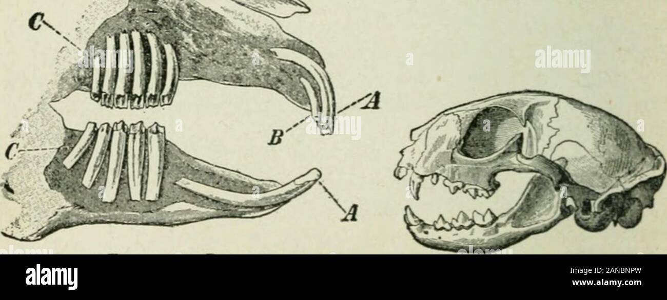 Beginners' zoology . Fig. 347. —Bat.. Fig. 345. —Rabbit.A, B, incisors ...