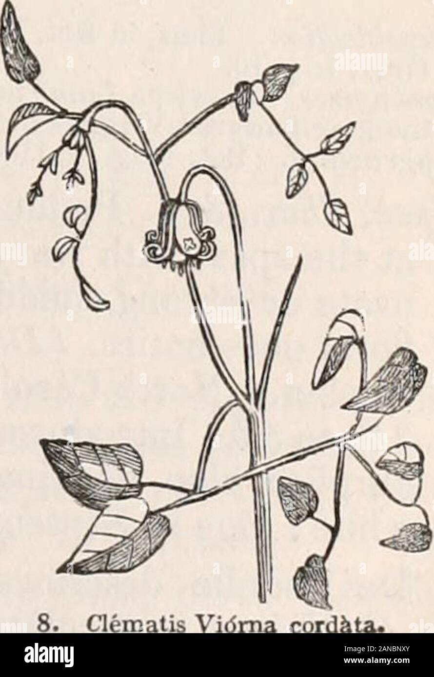 Trees and shrubs; an abridgment of the Arboretum et fruticetum britannicum: containing the hardy trees and shrubs of Britain, native and foreign, scientifically and popularly described; with their propagation, culture and uses and engravings of nearly all the species . in Sep-tember. Decaying leaves retained long, and dying,off black. Variety. C. V. 2 corddta. C. cordsita Sims Bot.Mag.t. 1816., and our flg. 9. from that plate; Clem,Simsii Sweets Hort. Brit. This species is striking in the dissimilarity of itsflowers to those of most other species. It is of vigor-ous growth, and, exclusive of i Stock Photo
