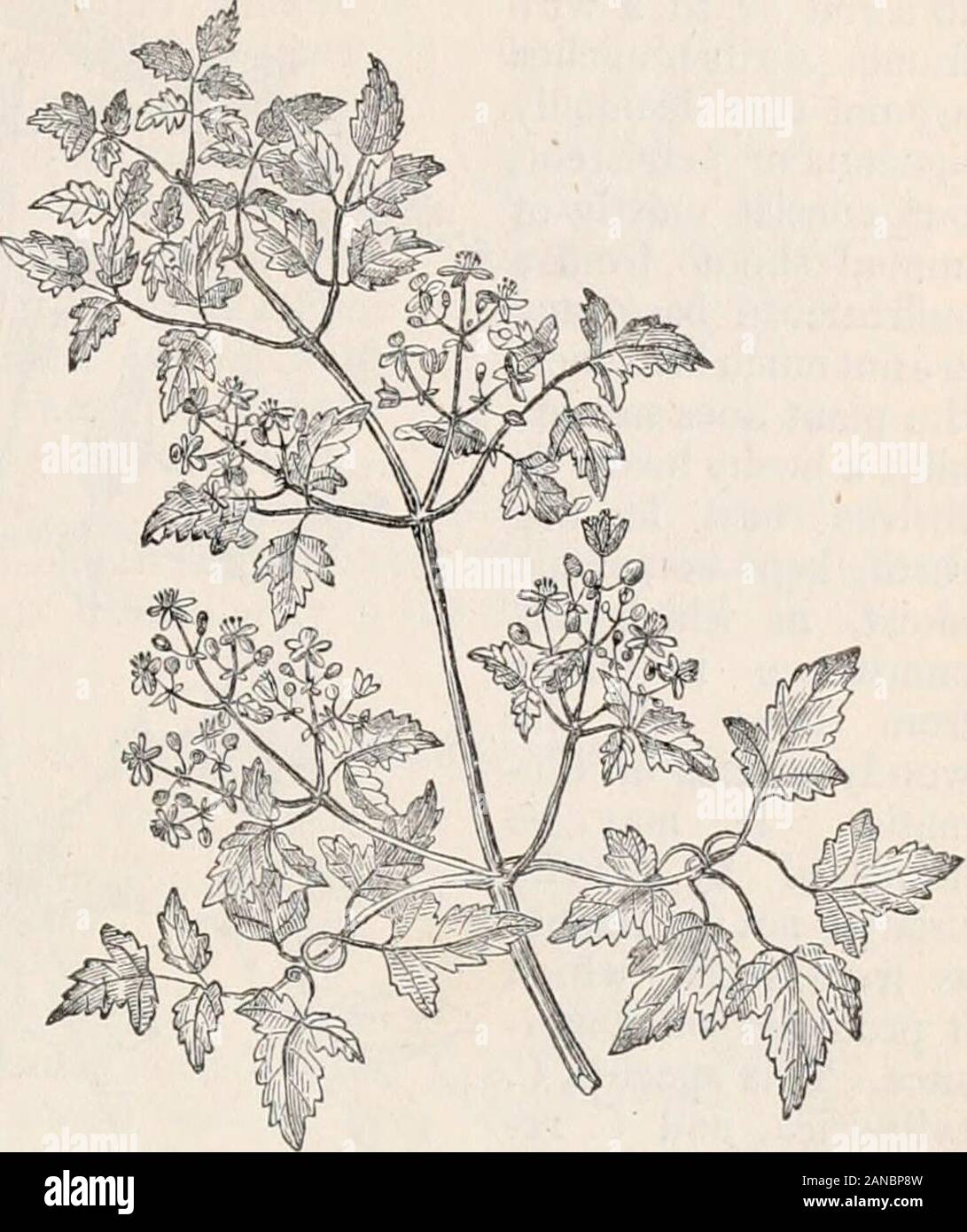 Trees and shrubs; an abridgment of the Arboretum et fruticetum britannicum: containing the hardy trees and shrubs of Britain, native and foreign, scientifically and popularly described; with their propagation, culture and uses and engravings of nearly all the species . Flowers often dioecious or polygamous. {Tor.and Gray.) Miller states that it seldom ripens seeds in England ; but, as it isdioecious, it is possible that he possessed only the male plant. I. ilANUNCULA CE^ : CLE MATIS. 1 6. C. graVa Wall. The graXeivX-scented Clematis. Identification. Wall. Asiat., 1. t. 98.Synonymes. C. odorata Stock Photo