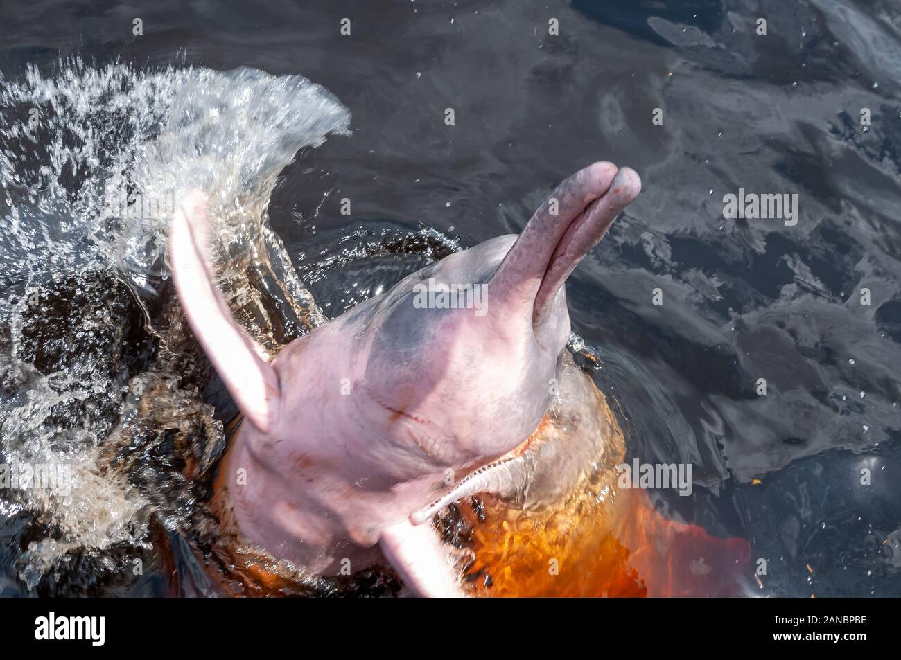 Boto cor de rosa hi-res stock photography and images - Alamy