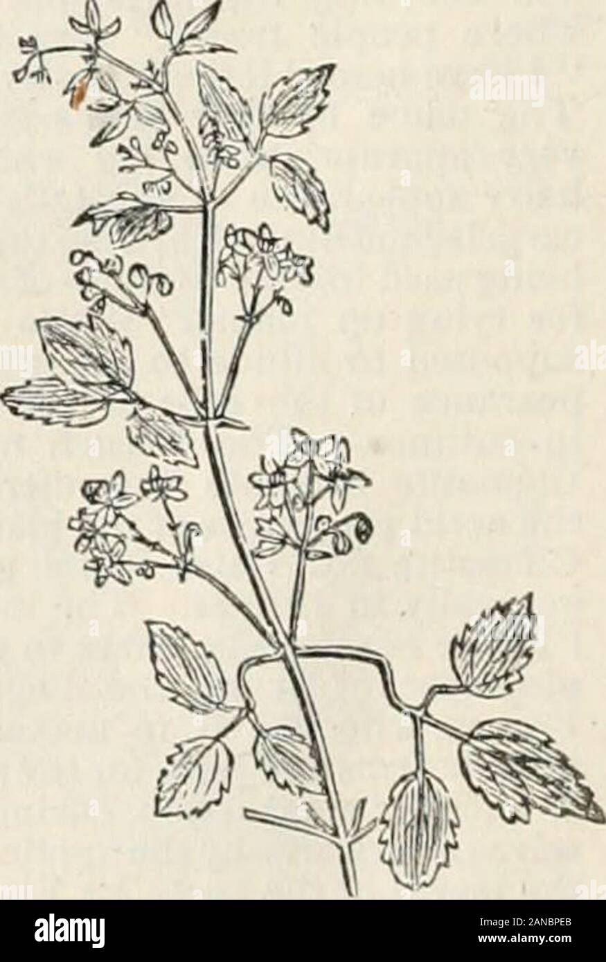 Trees and shrubs; an abridgment of the Arboretum et fruticetum britannicum: containing the hardy trees and shrubs of Britain, native and foreign, scientifically and popularly described; with their propagation, culture and uses and engravings of nearly all the species . Fruit of C Vitalba. J, 5. C. viKGiNiA^NA L. The Virginian Clematis. Jdentification. Linn. Amoen., p. 275. ; Dec. Prod., 1. p.4. ; Dons Mill., 1. p. 5.; Tor. and Gray, 1. p. 8.Synonymes. C. canadensis trifoFia ripens Tourn.; C. canadensis Mill. Diet. No. 5., Salisb. Prod. 371.; C cordiiblia. Moench. Supp. lOi. ; C. triternkta. Ho Stock Photo