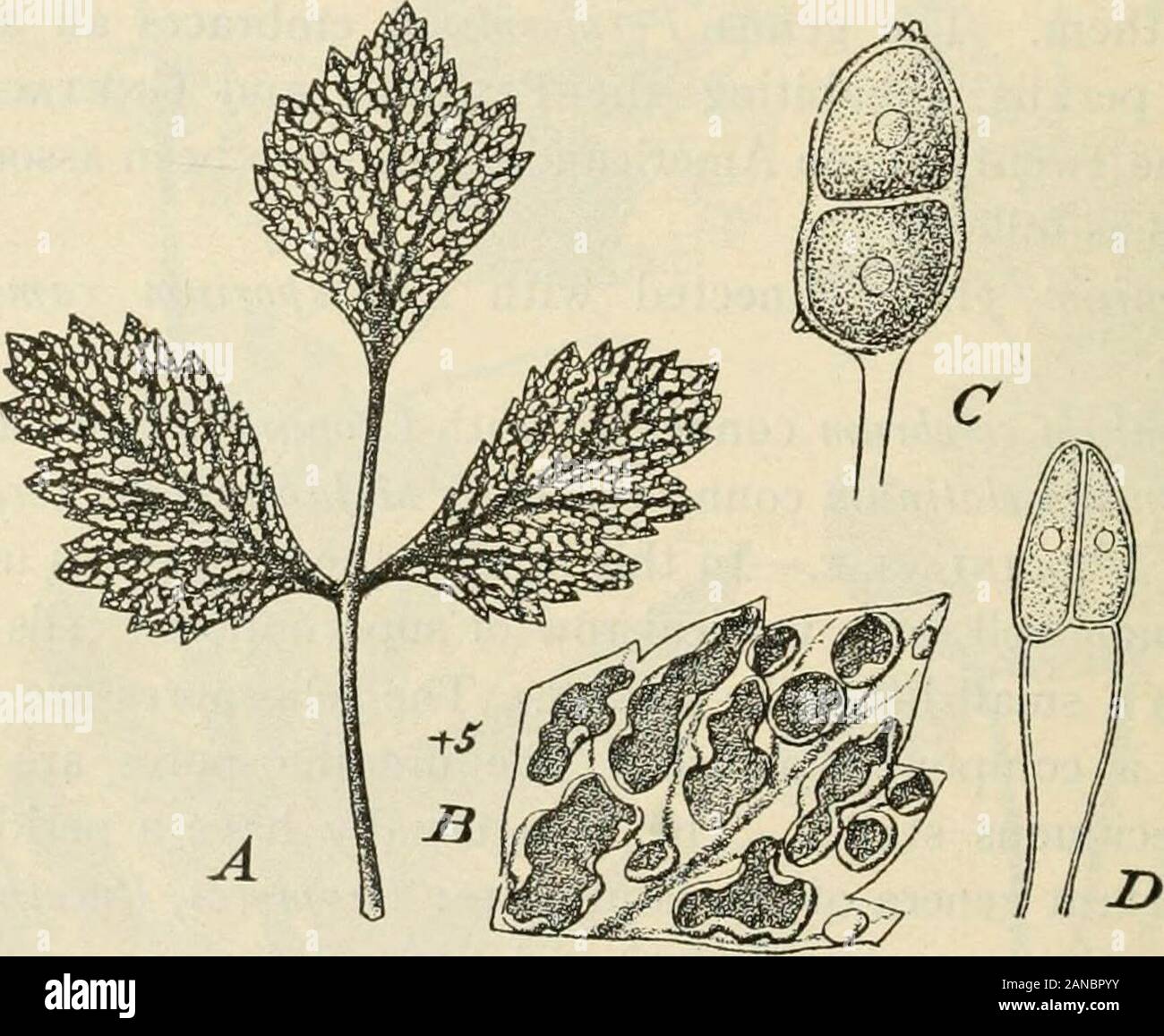 A text-book of mycology and plant pathology . may occur in some species. The principal cereal orgrain rusts may be enumerated first, as they are fairly well known,owing to the researches of Eriksson and others: Black Rust of Cereals, Puccinia graminis (Fig. 64) with its aeciumon the barberry, Berbcris vulgaris. Six forms of this species may bedistinguished: (i) f. sp. Iriiici on wheat (seldom on rye, barleyand oats); (2) f. sp. secalis on rye, barley and couch grass, Agropyron 202 MYCOLOGY repens, Elymus arenarius, Bromus secalinus and others; (3) f. sp.avencB on oats and Avena elatior, Dactyl Stock Photo