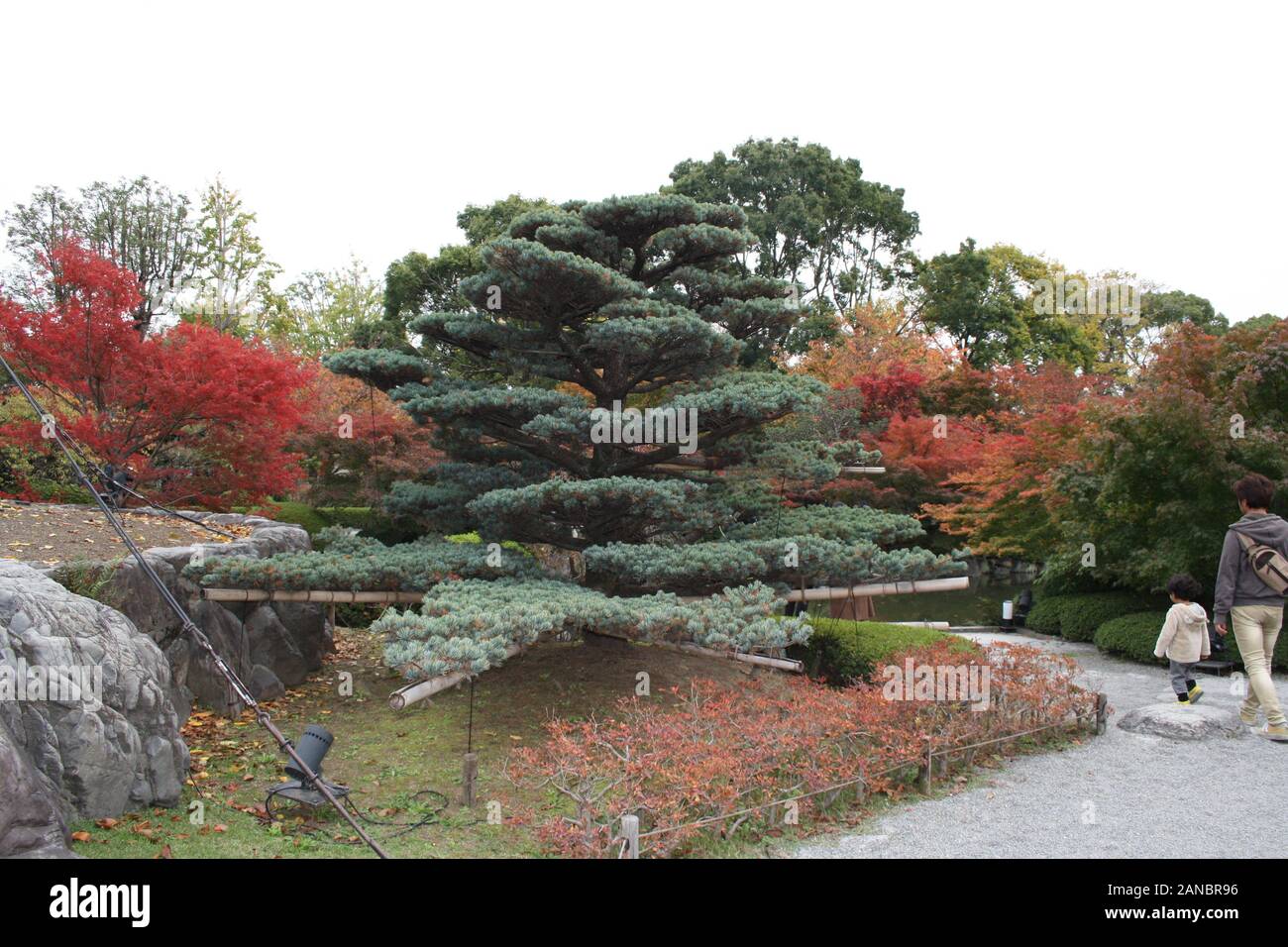 Japanese pine tree, Toji Temple, Kyoto, Japan Stock Photo