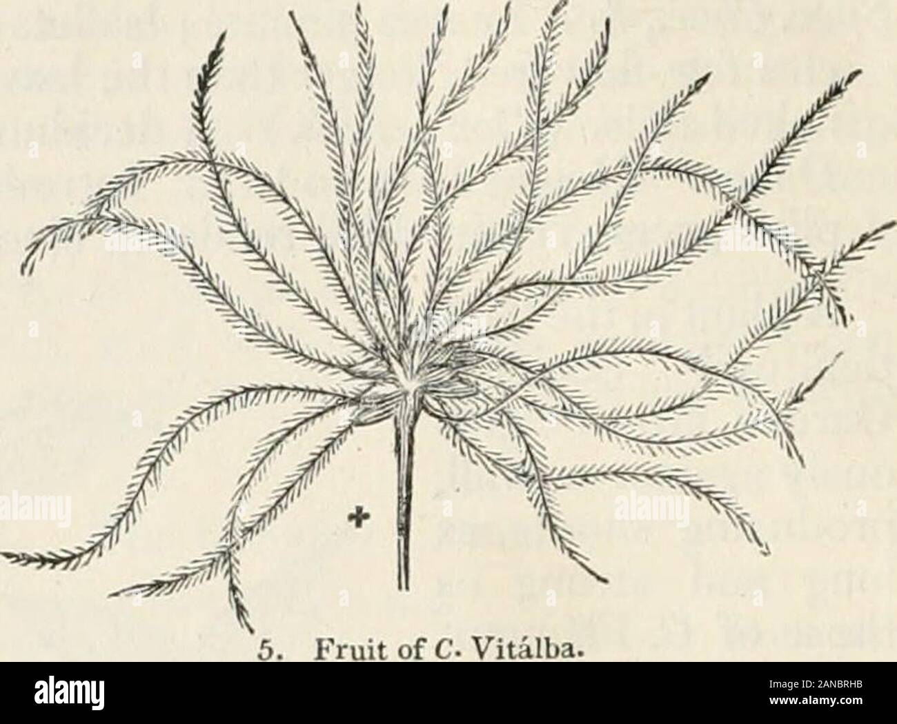 Trees and shrubs; an abridgment of the Arboretum et fruticetum britannicum: containing the hardy trees and shrubs of Britain, native and foreign, scientifically and popularly described; with their propagation, culture and uses and engravings of nearly all the species . s are twined about what-ever object they approach, and after-wards become hard and persistent,like the tendrils of a vine. The leaflets are either (juite entire, or unequally cut;sometimes very coarsely so. The panicles are axillary and terminal, many-ffowered and downy. The flowers are of a greenish white colour, with littlesho Stock Photo