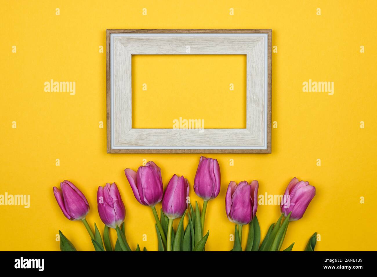 pink tulips and a white empty frame on colour background Stock Photo