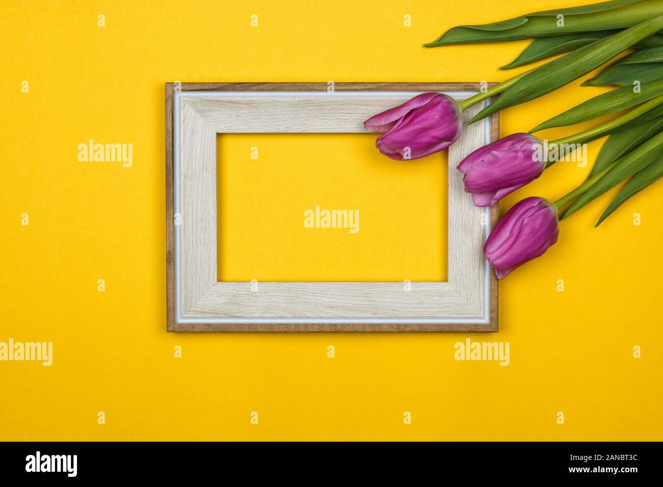 pink tulips and a white empty frame on colour background Stock Photo