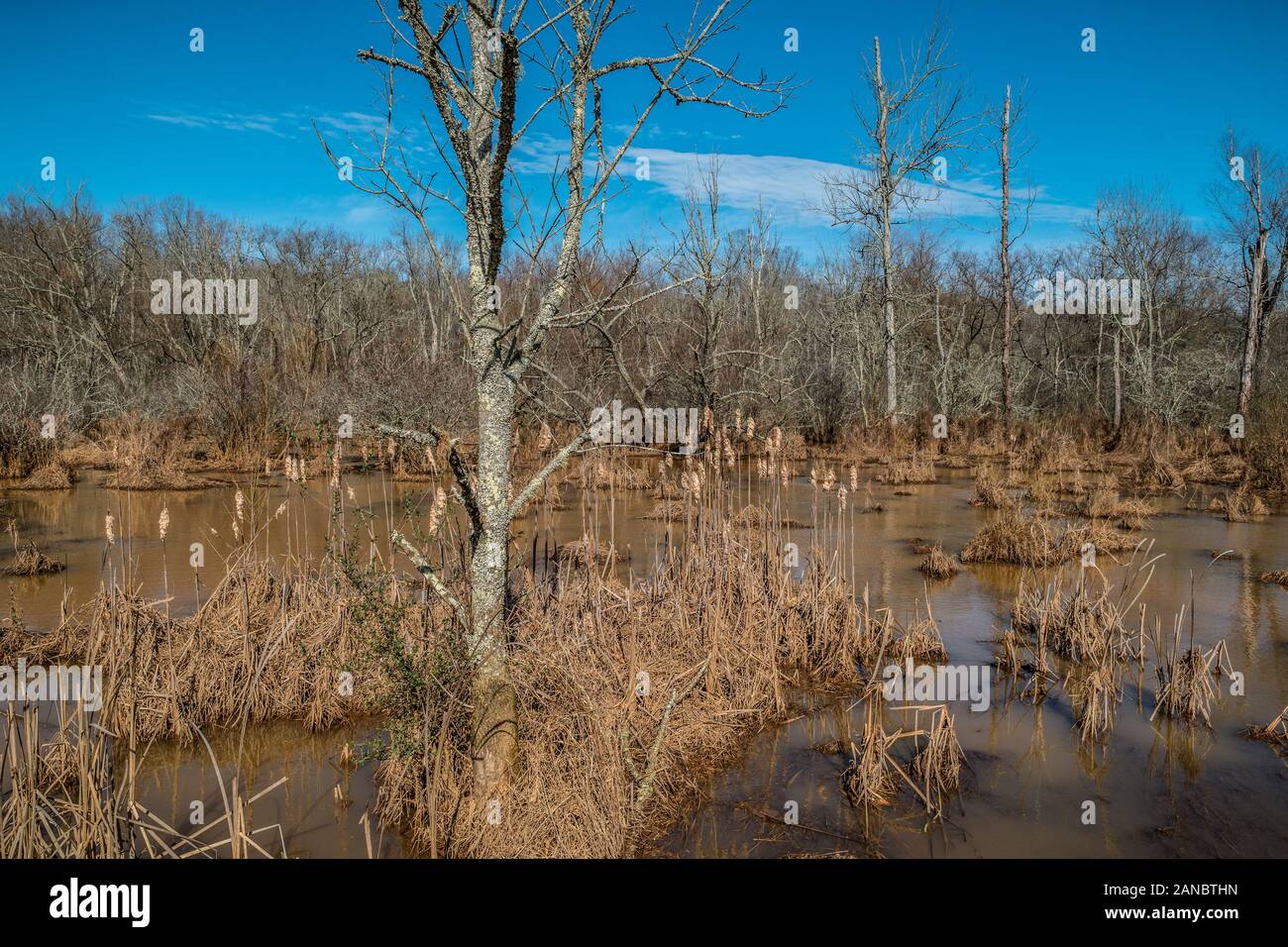 A tree in the foreground with dead cattails and tall grasses in the water at the wetlands with the woodlands in the background on a bright sunny day i Stock Photo