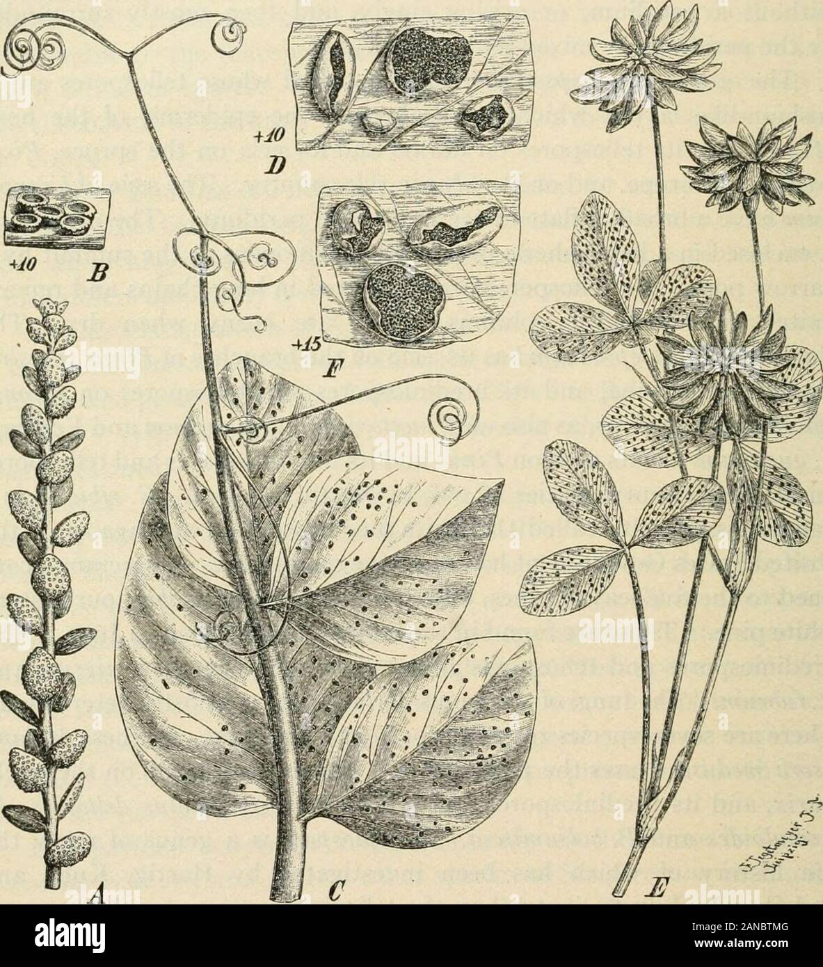 A text-book of mycology and plant pathology . m occurs on the larch,Larix, and its urediniospores and teliospores on Populus deltoides, P.tremuloides and P. balsamifera. Calyptospora is a genus of rusts, thelife history of which has been investigated by Hartig, Kuhn andBubak. In July to September, the teliospores appear on the stems ofVaccinium vitis-idcea, where the stem becomes swollen and elongatedand at first of a pink color passing to brown. It occurs on other speciesof Vaccinium, including V. pennsylvanicum in the United States. Theaecia are found in Europe on leaves of Abies pectinata a Stock Photo