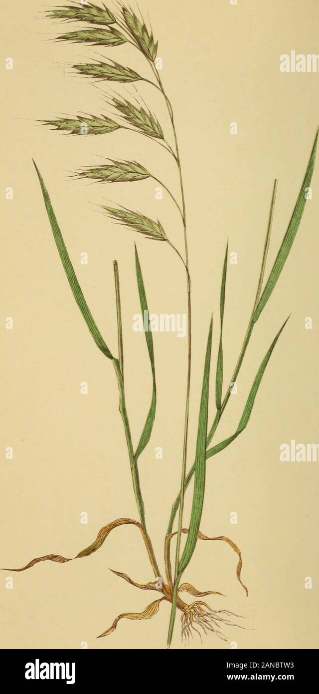 A natural history of British grasses . glume seven-ribbed. Floretsof two nearly equal-sized palese, the exterior one of basal floretoval, rough, glossy, and somewhat longer than the glumes;seven-ribbed. Inner palea linear-oblong, having two green mar-ginal ribs fringed with white hairs. Stigmas plumose. Lengthfrom nineteen to thirty-six inches. Root fibrous and annual. Broinus secalinus is more linear and lon^rer. 164 BROMUS SECALINUS. exterior one of basal floret oval, seven-ribbed, the dorsal ribending in a rough awn. Inner palea linear oblong, having twogreen marginal ribs fringed with colo Stock Photo