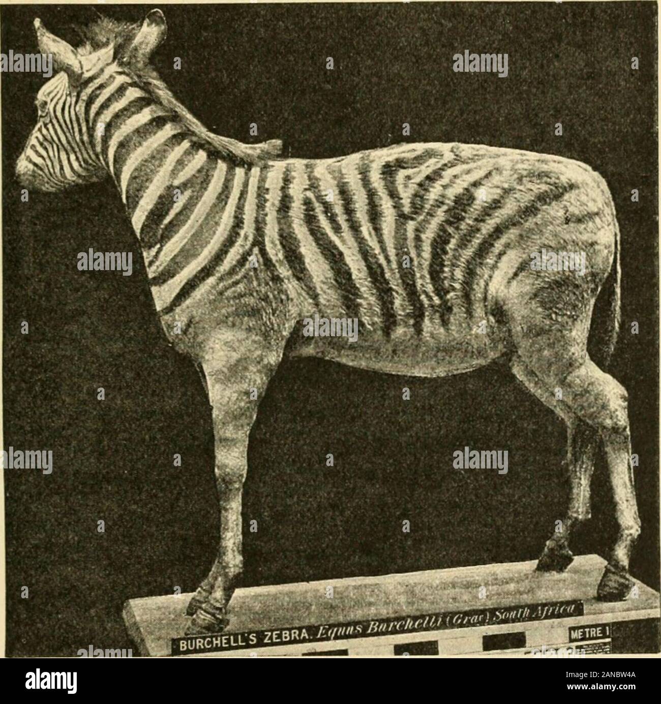 The origin and influence of the thoroughbred horse . The Quagga or Quacha (Equus quagga), so-calledfrom its neigh, is now probably as extinct as the Moa and theDodo, although it is not very long since living specimens werein European collections. Down to the middle of the last century 1 Proc. Zool. Soc. 1883 (Notes on the zebra met with by the Speke andGrant Expedition in Eastern Africa, by Col. J. A. Grant, F.R.S.), p. 175, withwoodcut of head, p. 176. My illustration (Fig. 30) is from an electrotype of theblock just mentioned, which the Council of the Zoological Society has kindlypermitted m Stock Photo